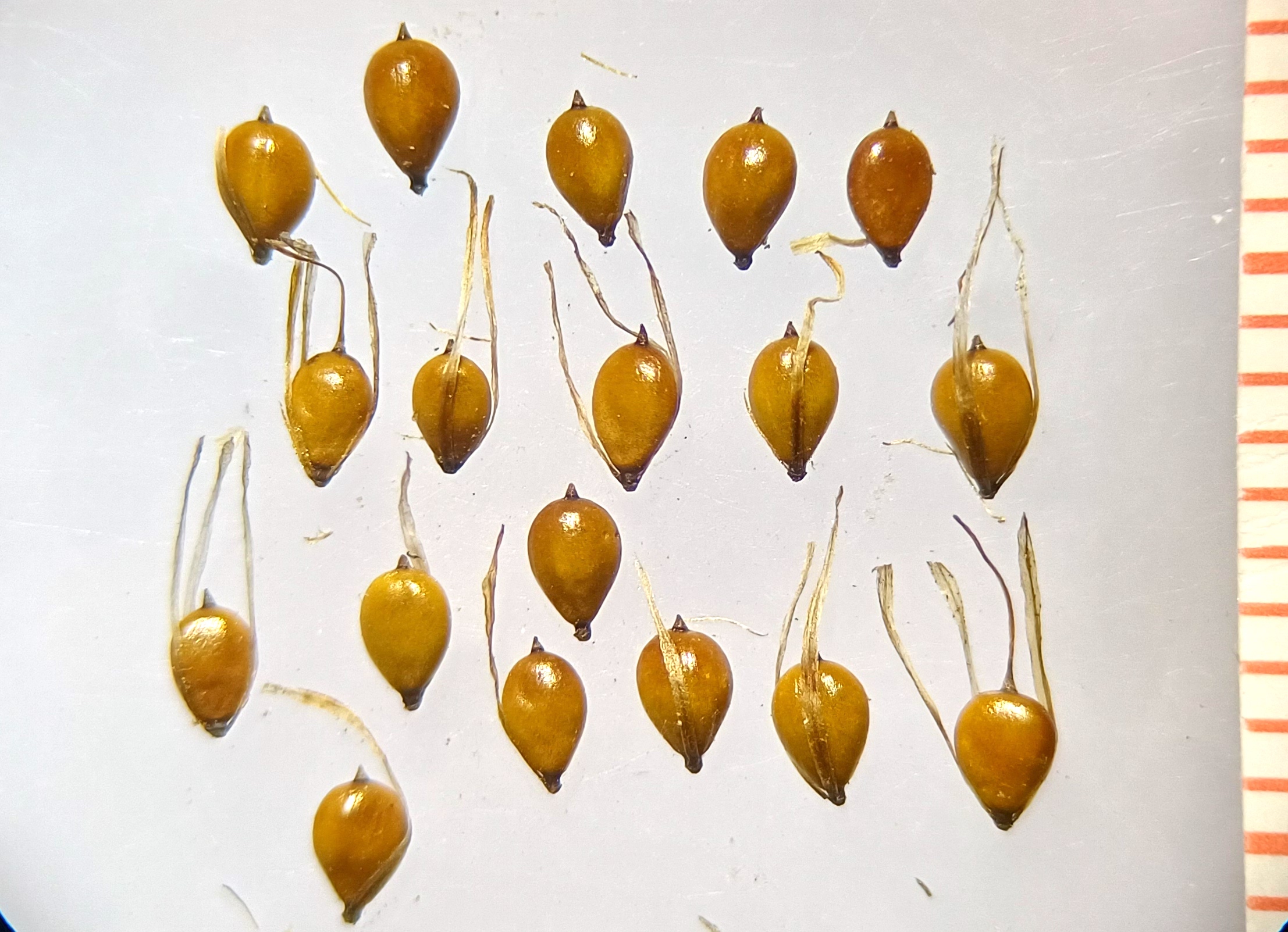 bolboschoenus cf. maritimus s. str. wilfleinsdorf 20240816_143734.jpg