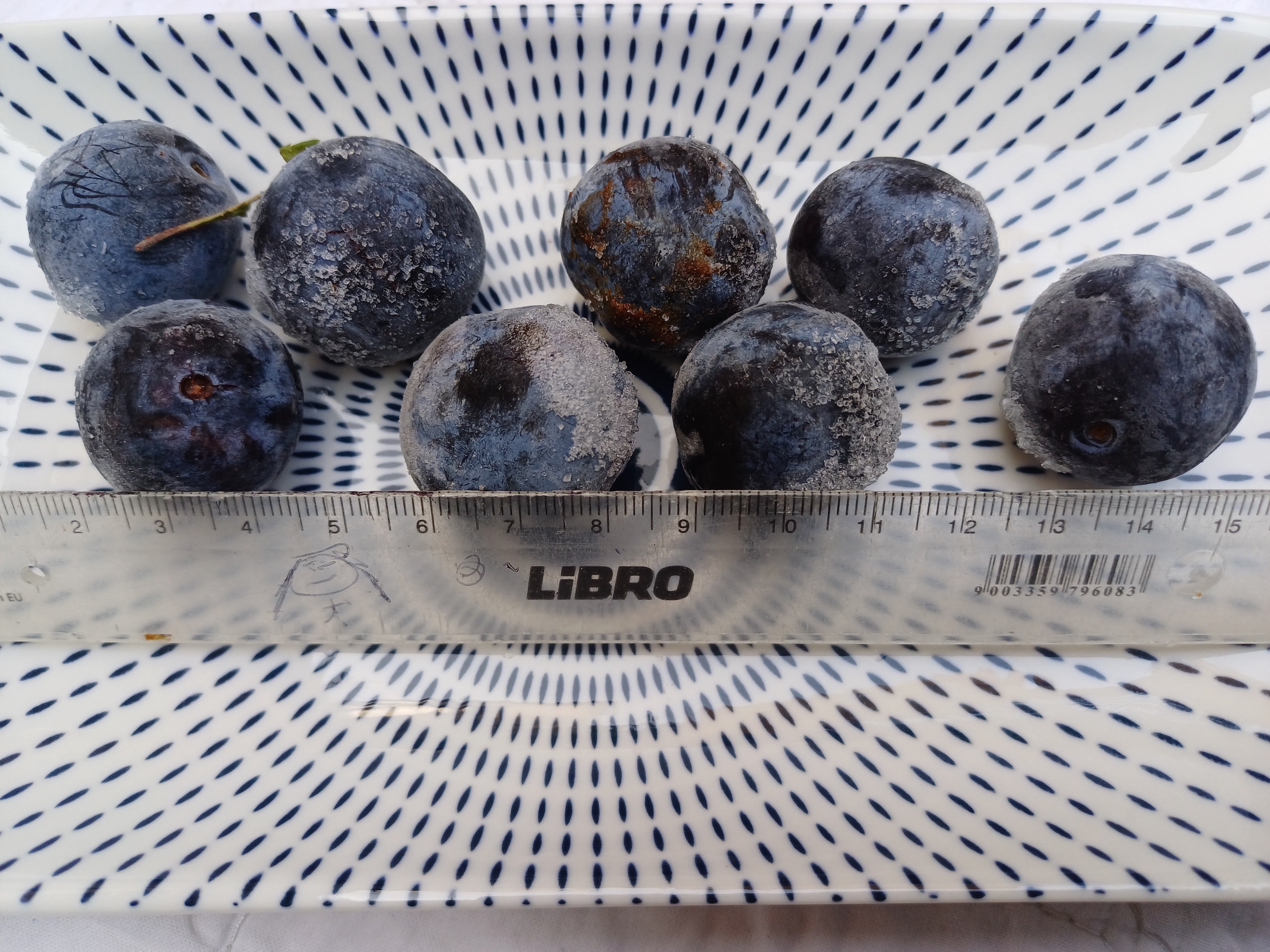 prunus spinosa wilfleinsdorf 20240815_120000 2.jpg