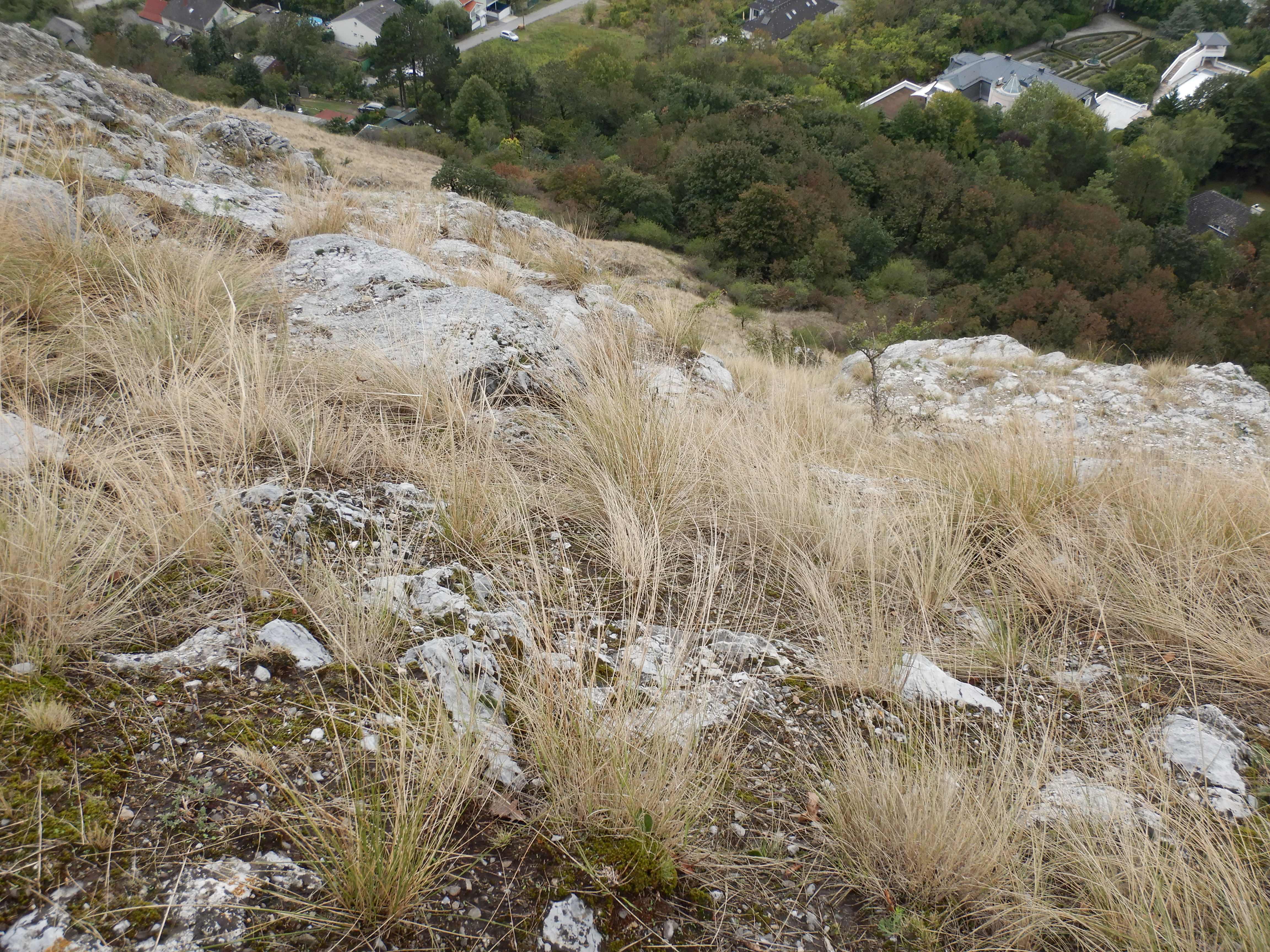 DSCN2383 braunsberg 2024-09-17.jpg