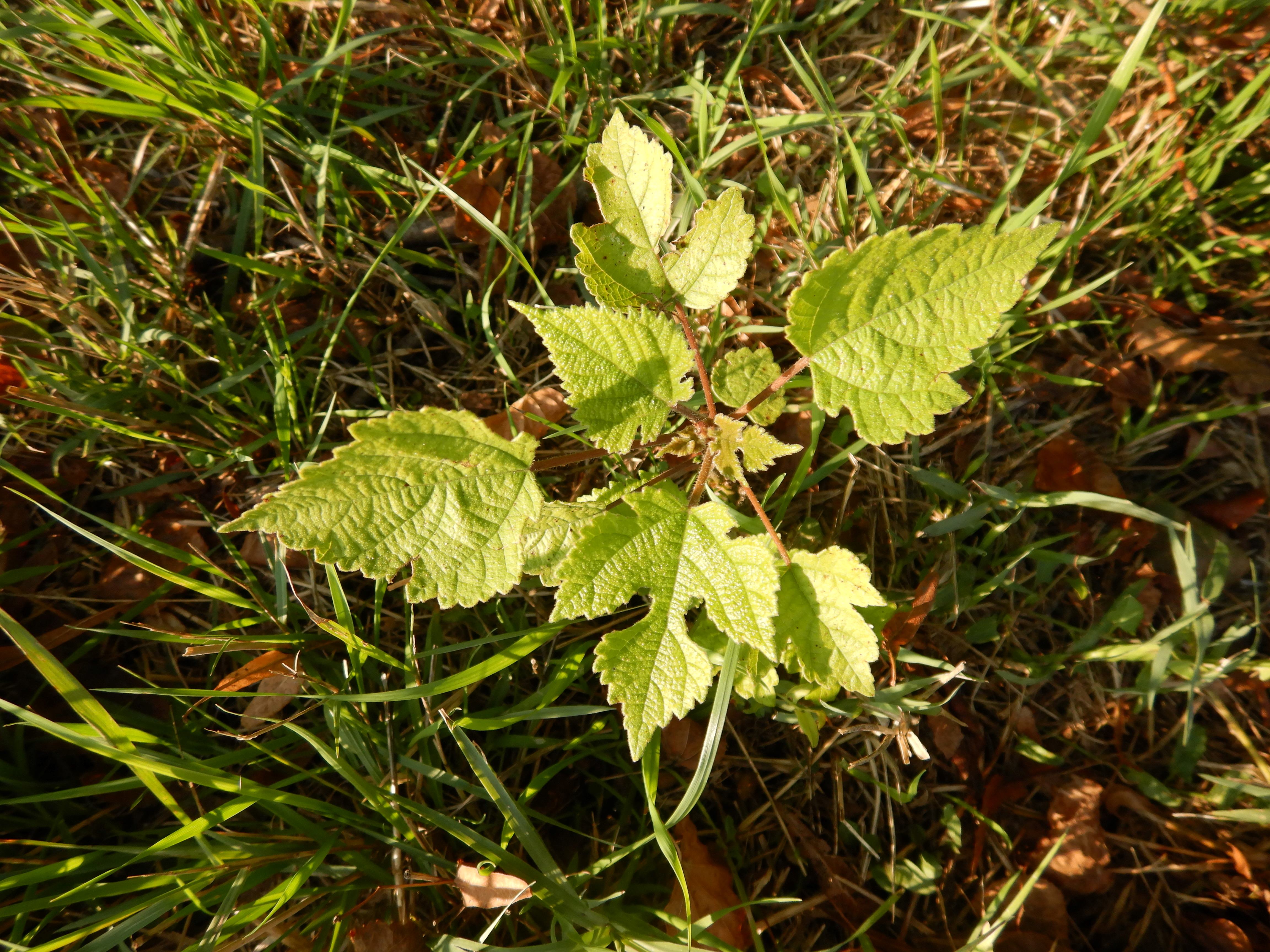 DSCN2965 2024-09-19, W Marchegg, Broussonetia papyrifera.jpg