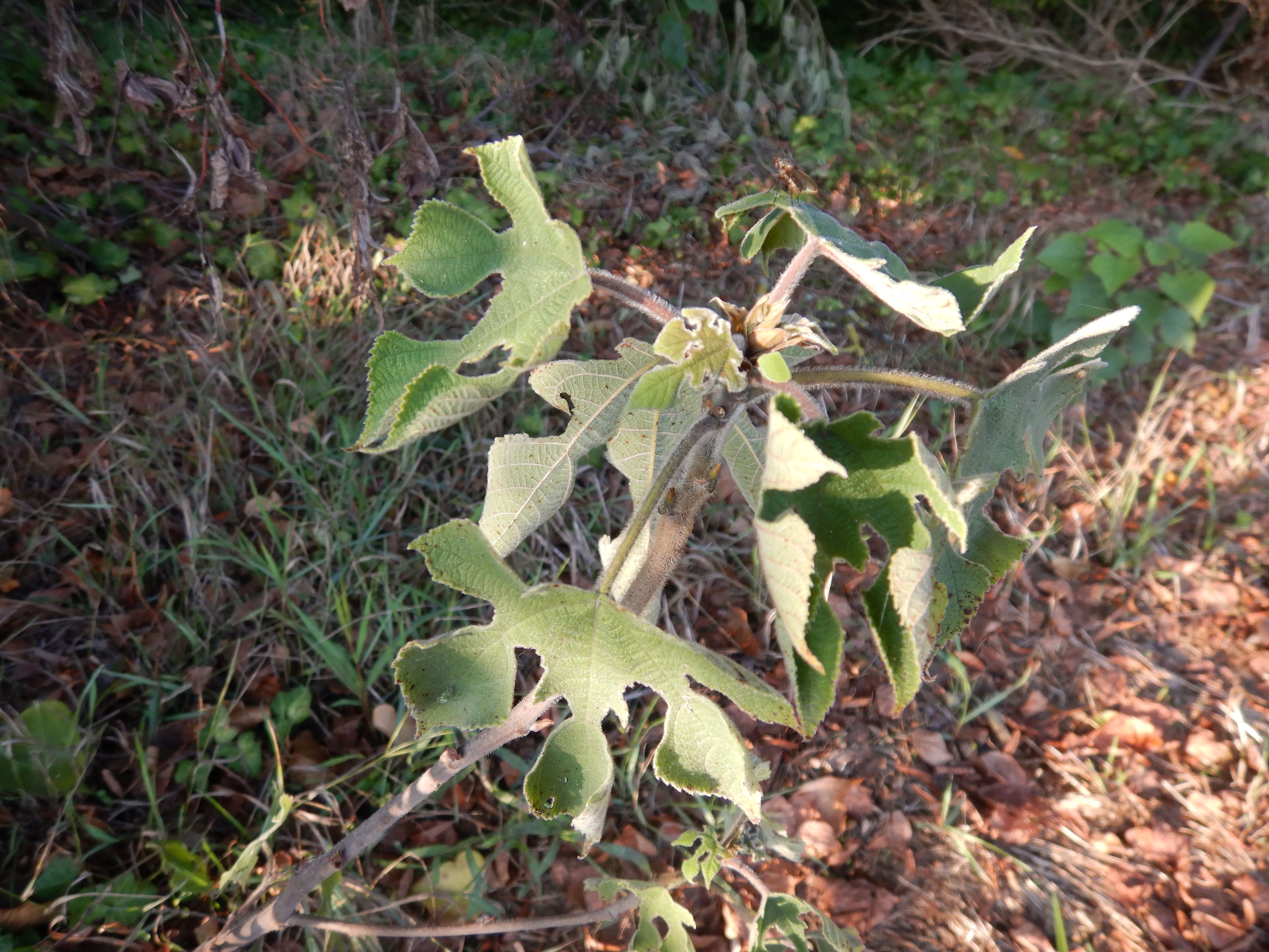 DSCN2968 2024-09-19, W Marchegg, Broussonetia papyrifera.jpg