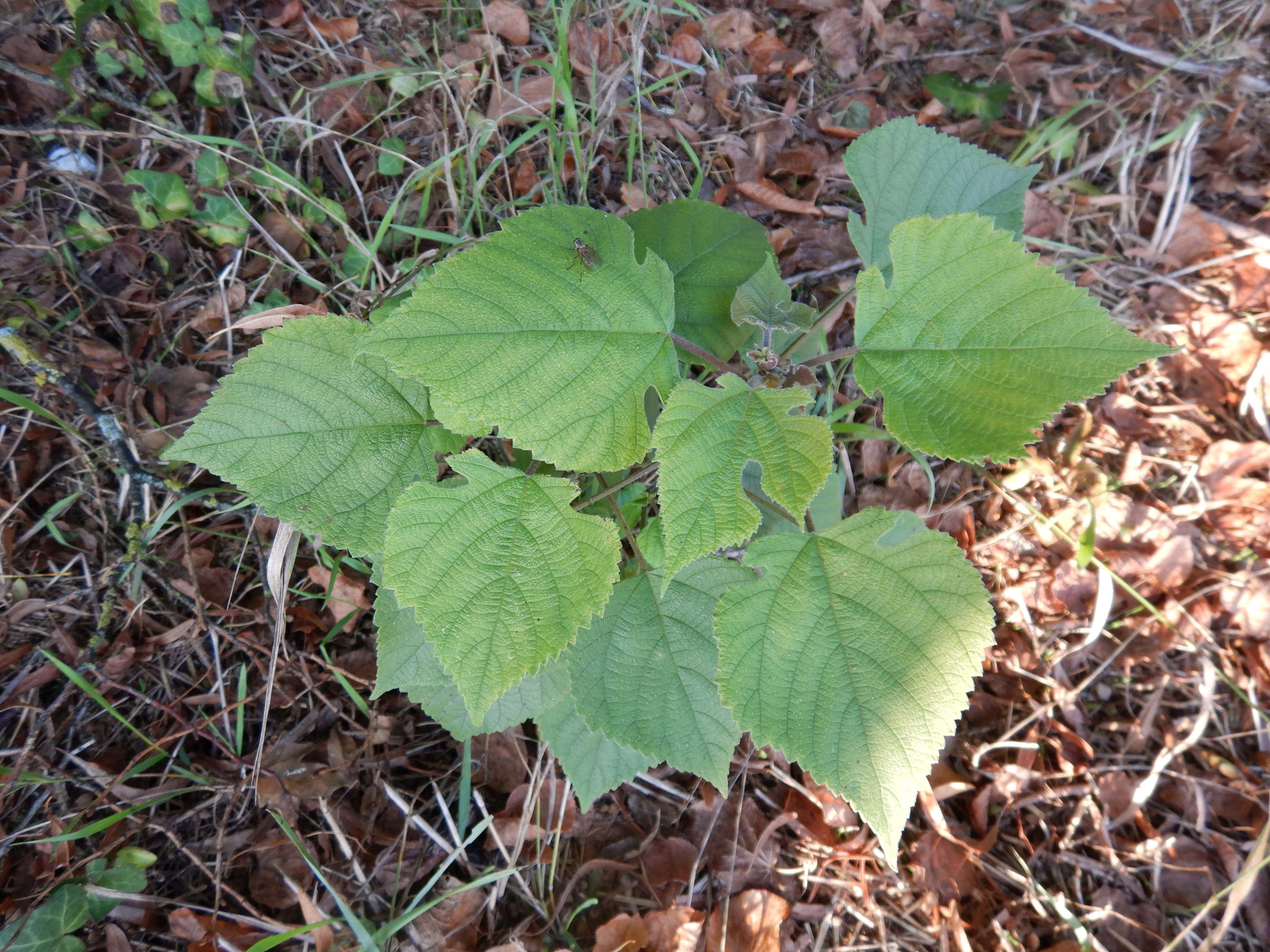 DSCN2969 2024-09-19, W Marchegg, Broussonetia papyrifera.jpg