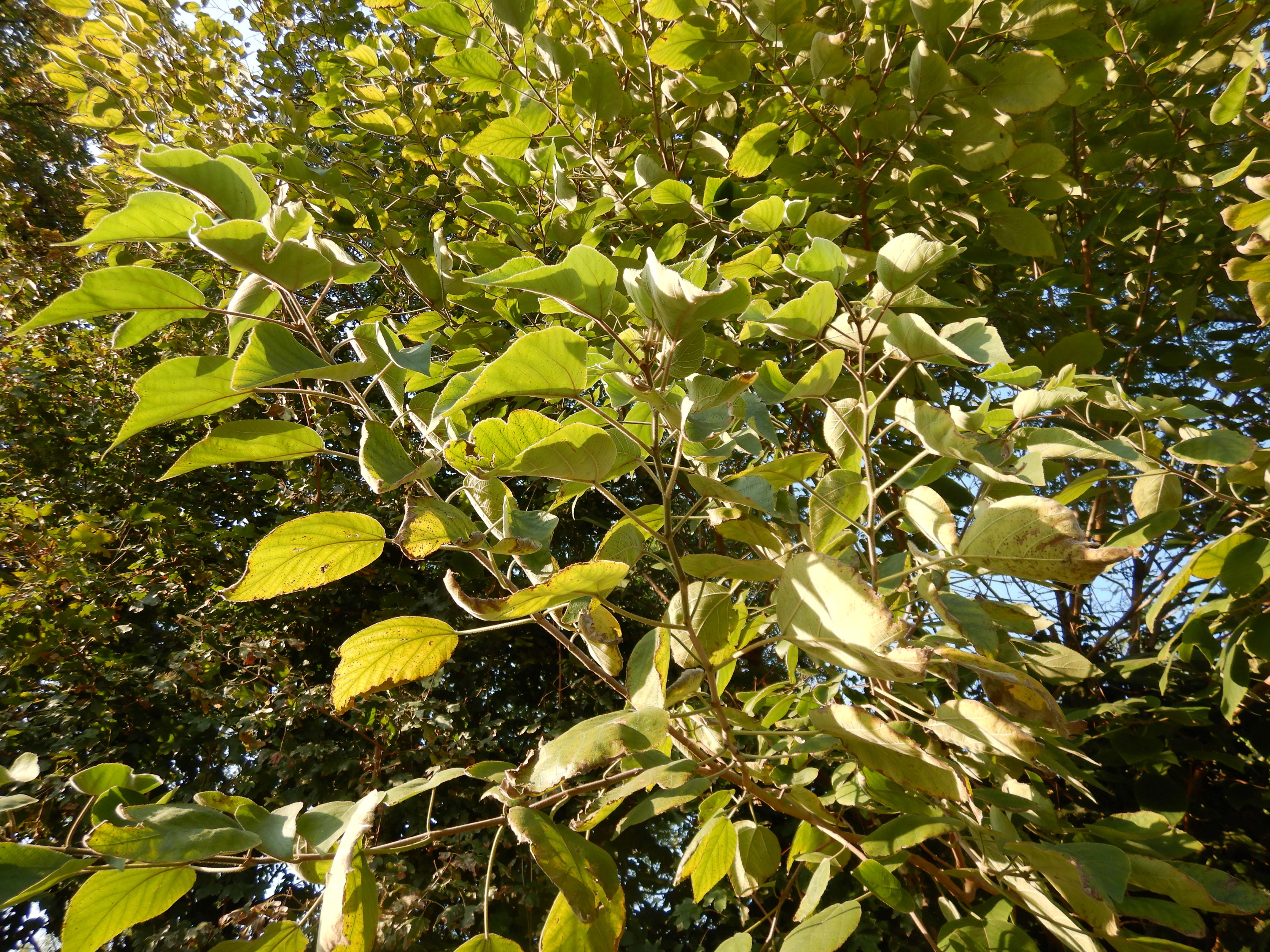 DSCN2973 2024-09-19, W Marchegg, Broussonetia papyrifera, Mutterpflanze.jpg