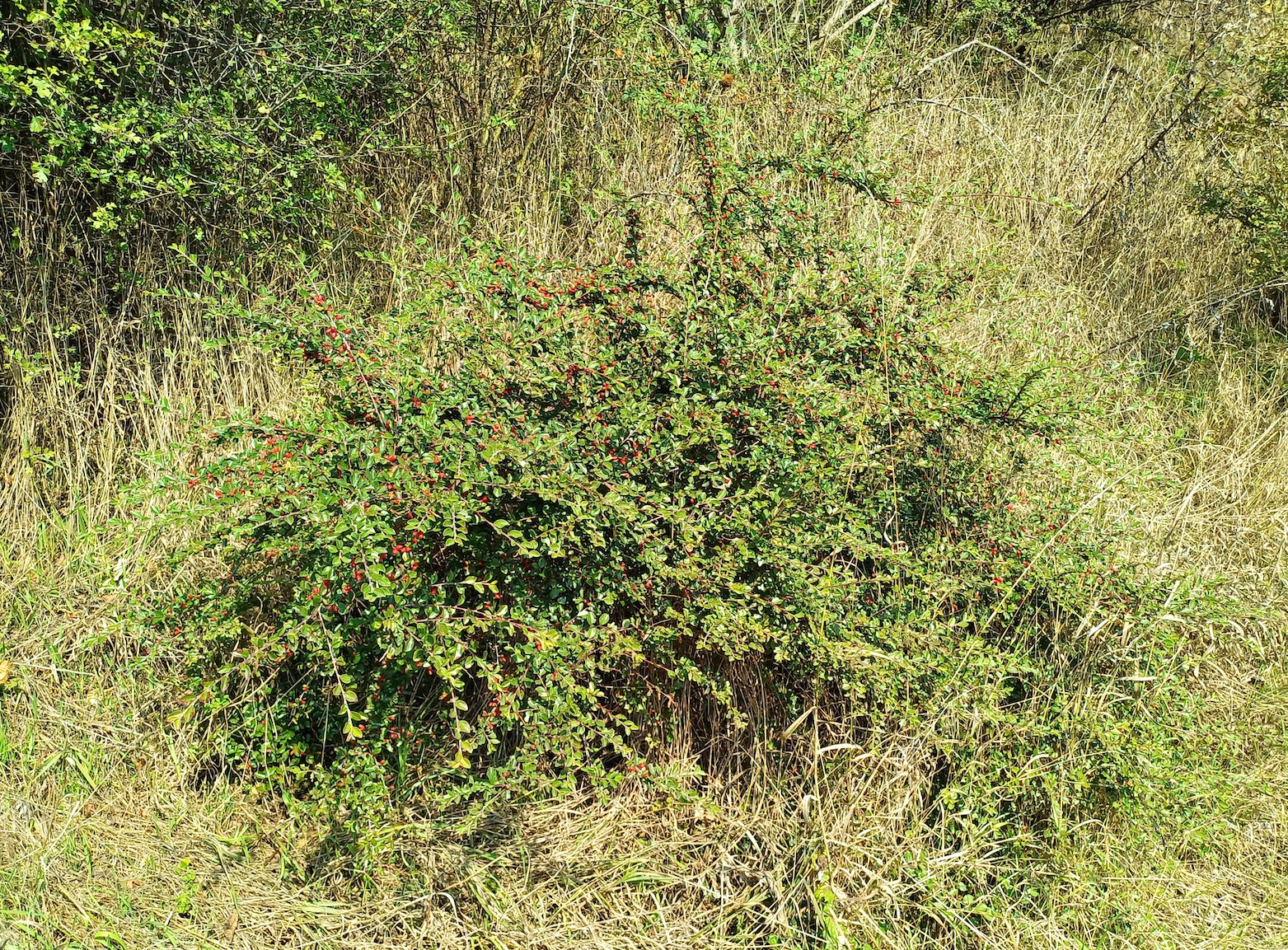 cotoneaster sp. bhf petronell-carnuntum 20240920_104734.jpg
