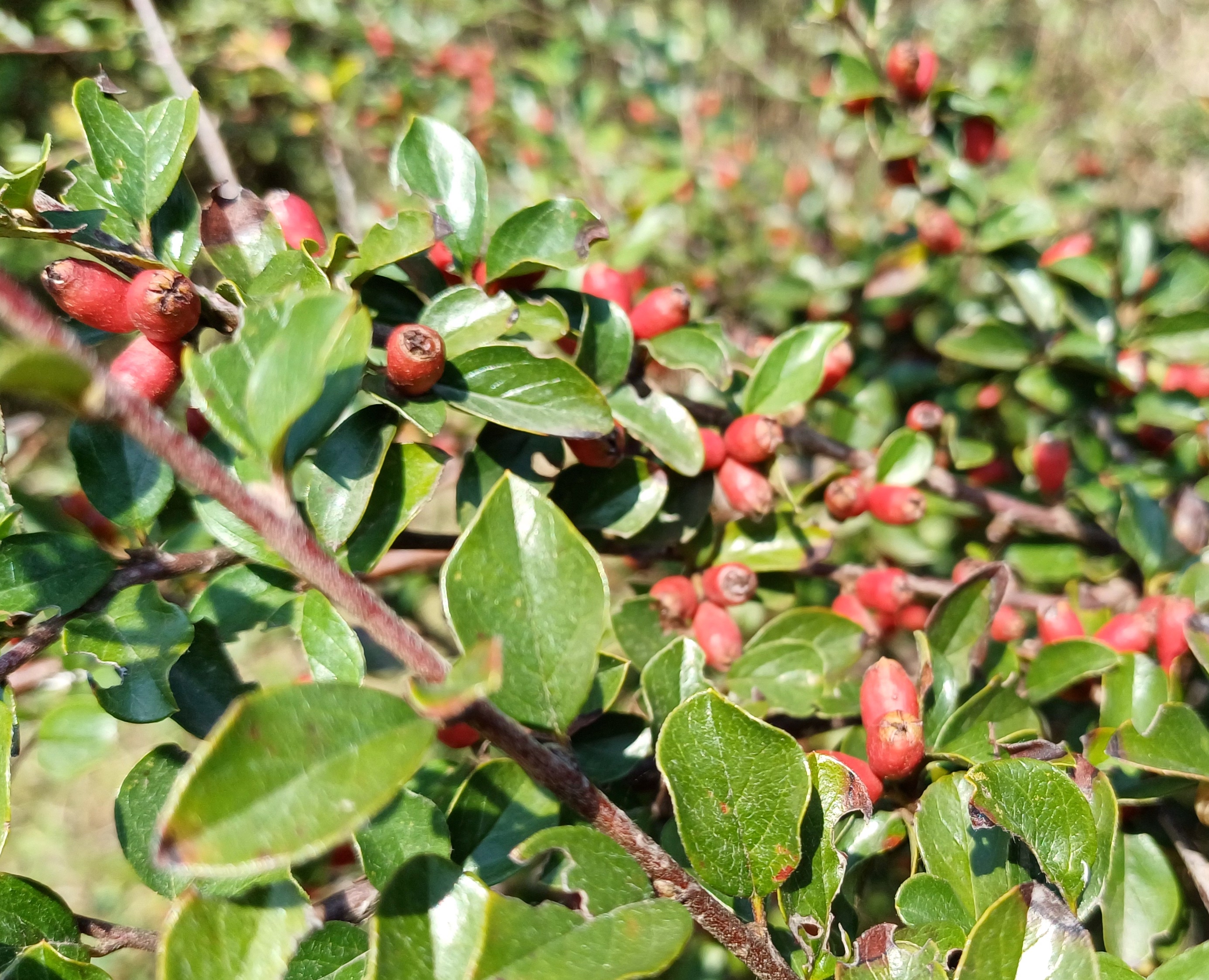 cotoneaster sp. bhf petronell-carnuntum 20240920_104743.jpg