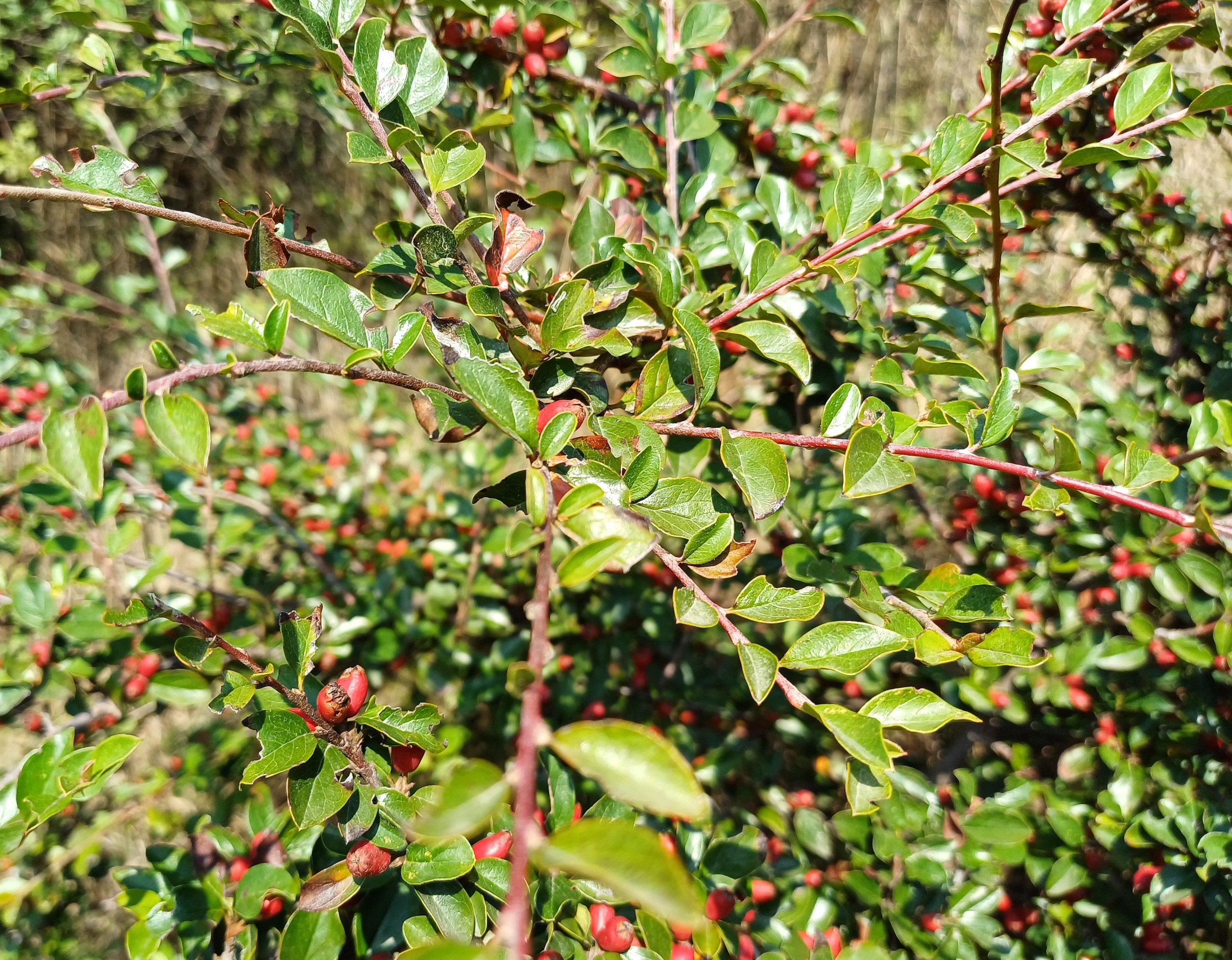 cotoneaster sp. bhf petronell-carnuntum 20240920_104752.jpg