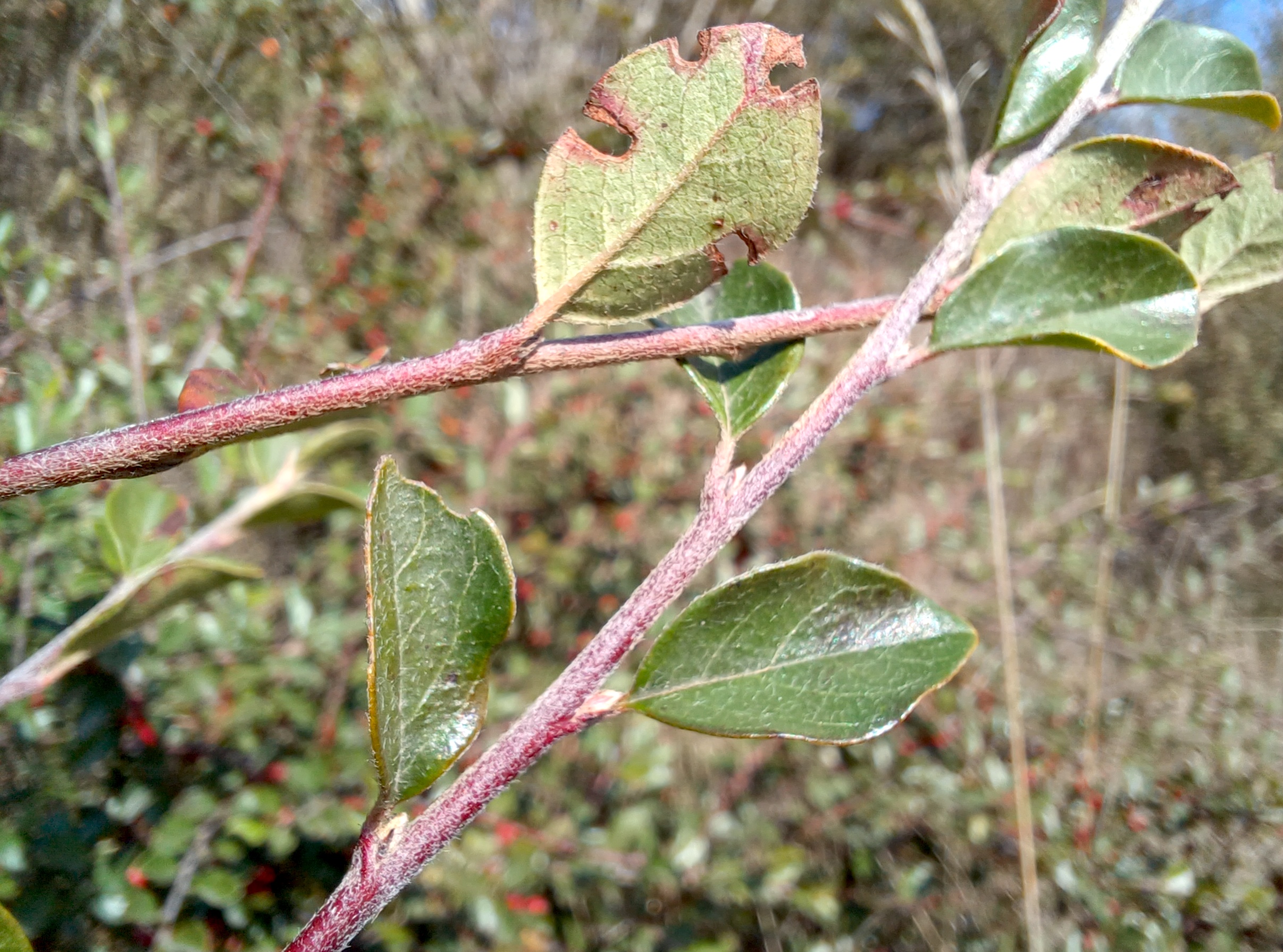 cotoneaster sp. bhf petronell-carnuntum 20240920_104850.jpg