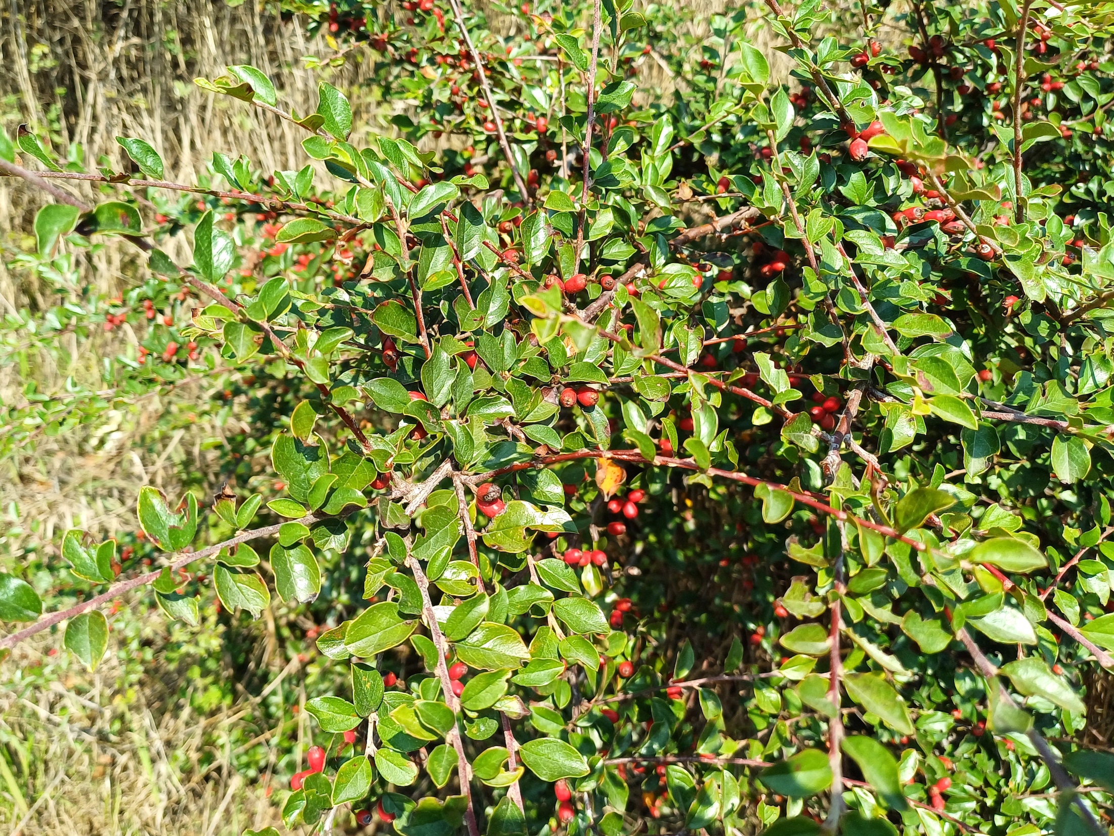 cotoneaster sp. bhf petronell-carnuntum 20240920_104739.jpg