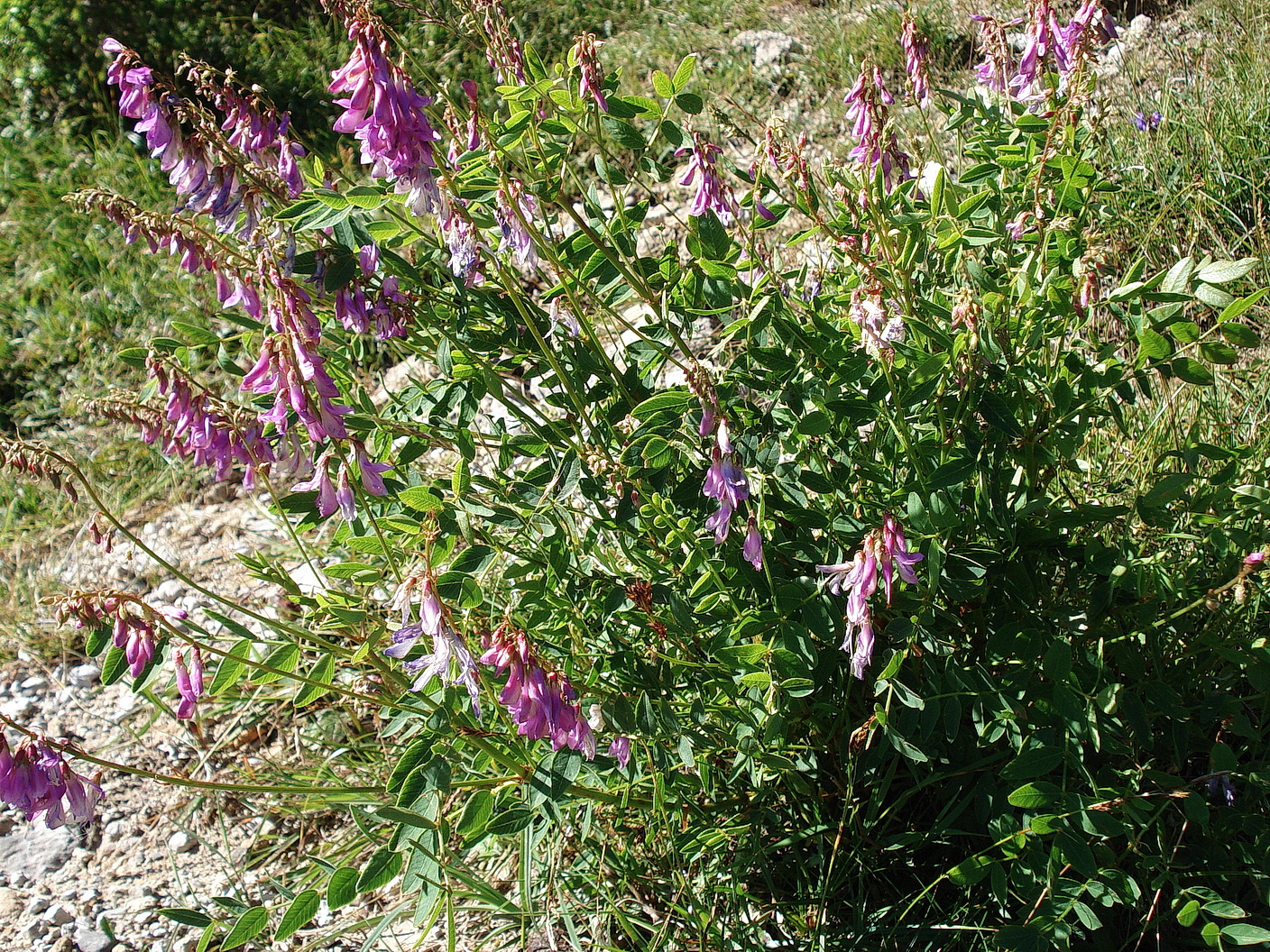 Hedysarum.hedysaroides.ssp.exaltatum.I-Pizzo.Arera .Baita.di.Vaghetto.JPG