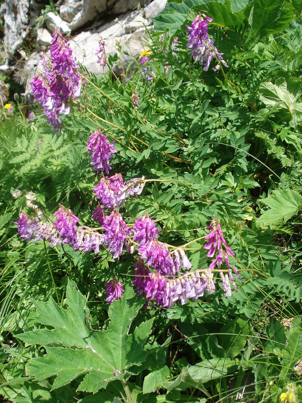 Hedysarum.hedysaroides.ssp.exaltatum.Slo-Crna.Prst 26.Jul.20.JPG