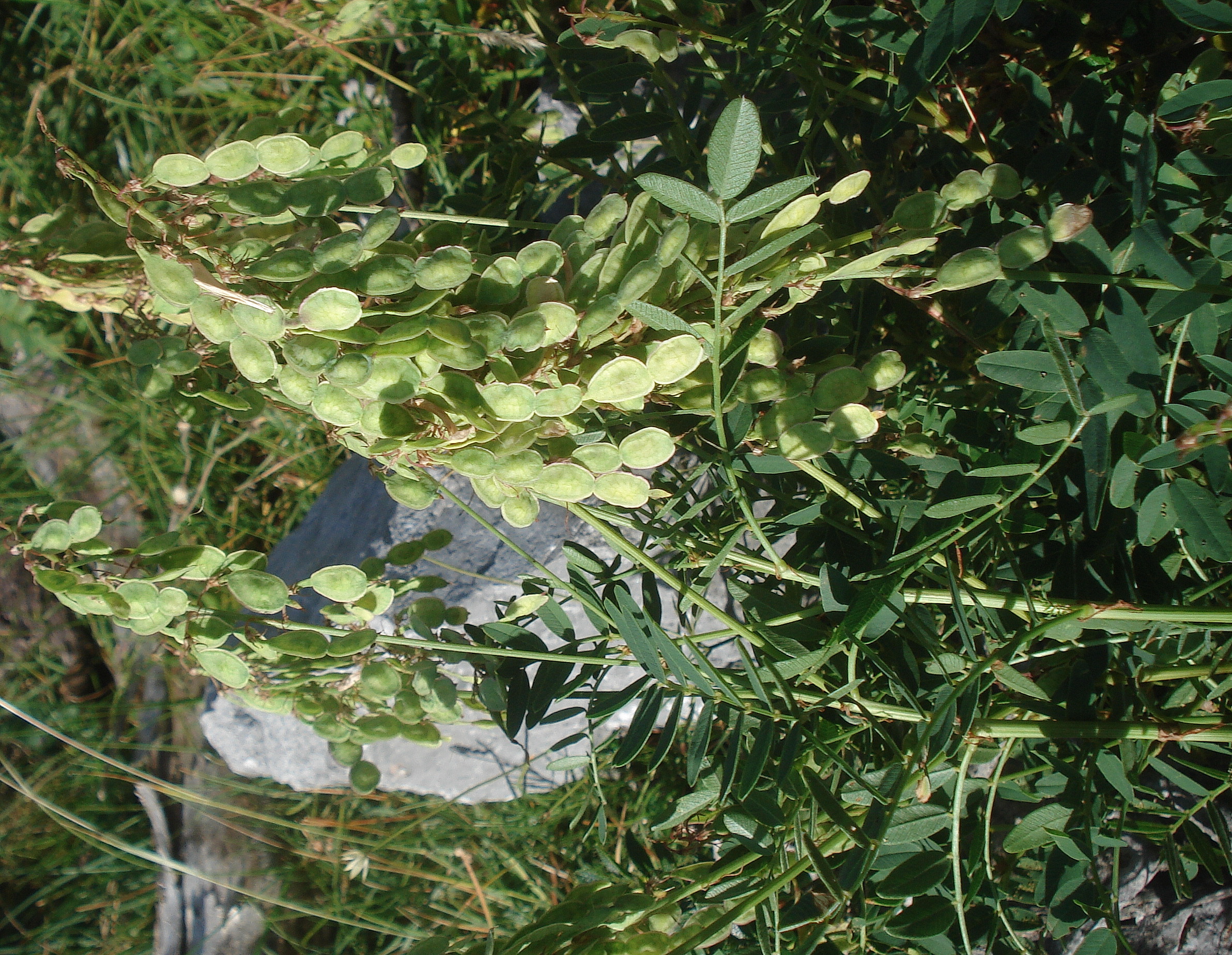 Hedysarum.hedysaroides.ssp.exaltatum.I-Bergamo.Passo.del.Valzellatto .26.Juli.22.JPG