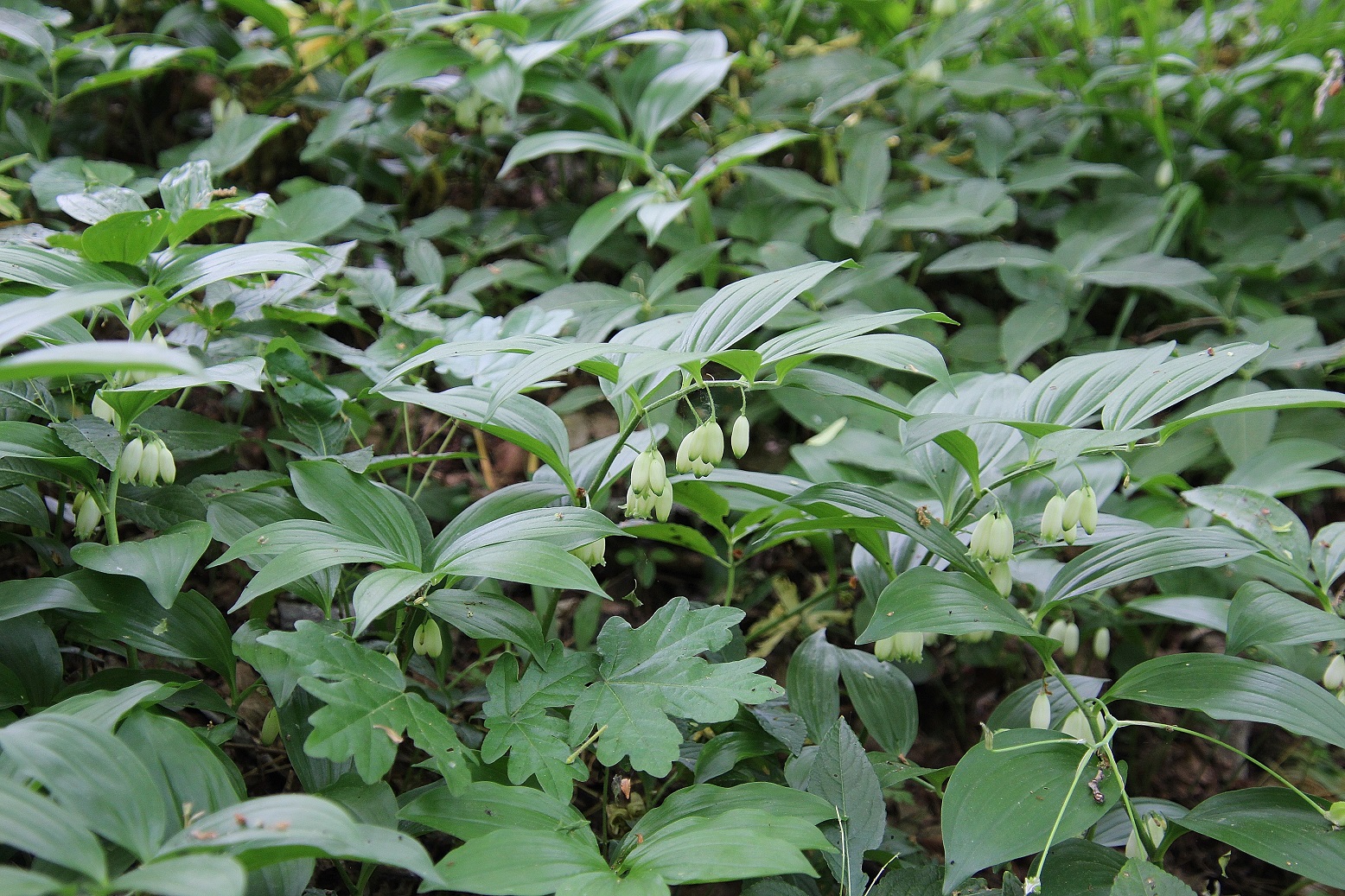Spitzerberg - 01052024 - (152) -  - Polygonatum latifolium - unsicher.JPG