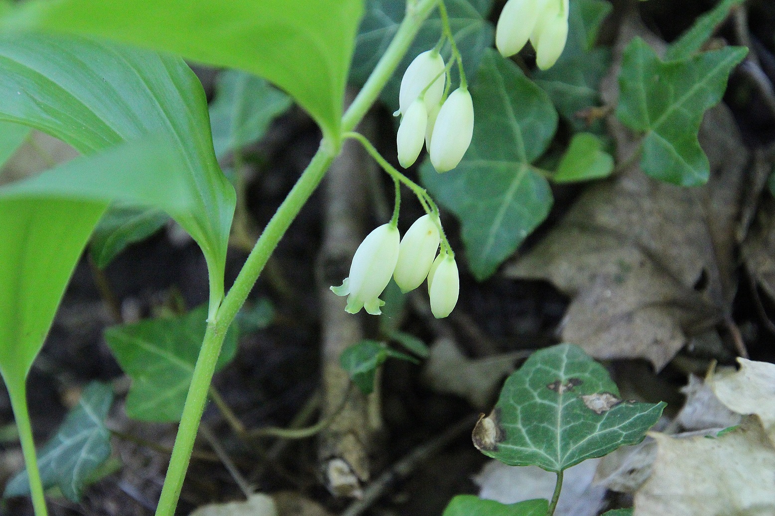 Hainburg - Schlossberg - 27042024 - (16) - Polygonatum latifolium -.JPG