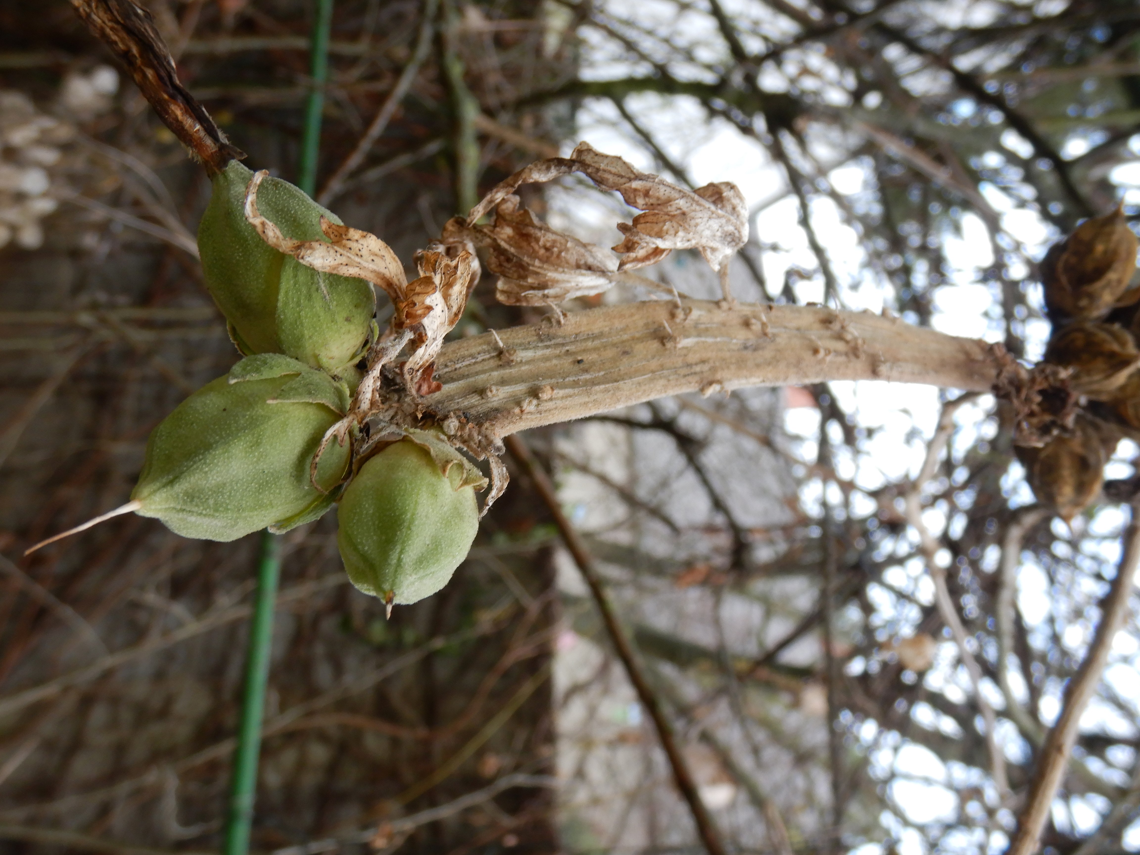 DSCN8563 verbänderung hibiscus syriacus, breitenbrunn-zentrum, 2024-12-04.jpg
