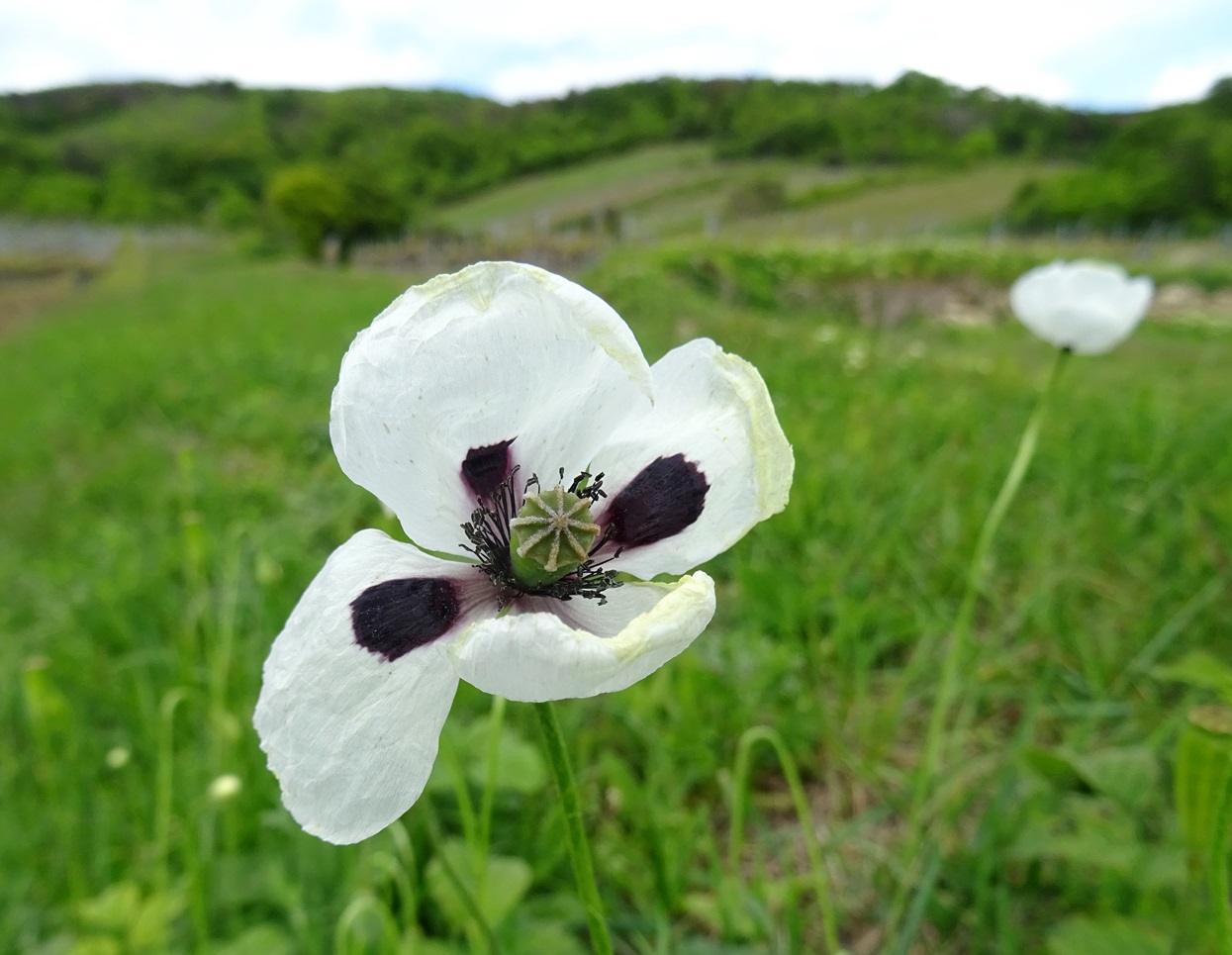 04-25-2024   Papaver albiflorum.JPG