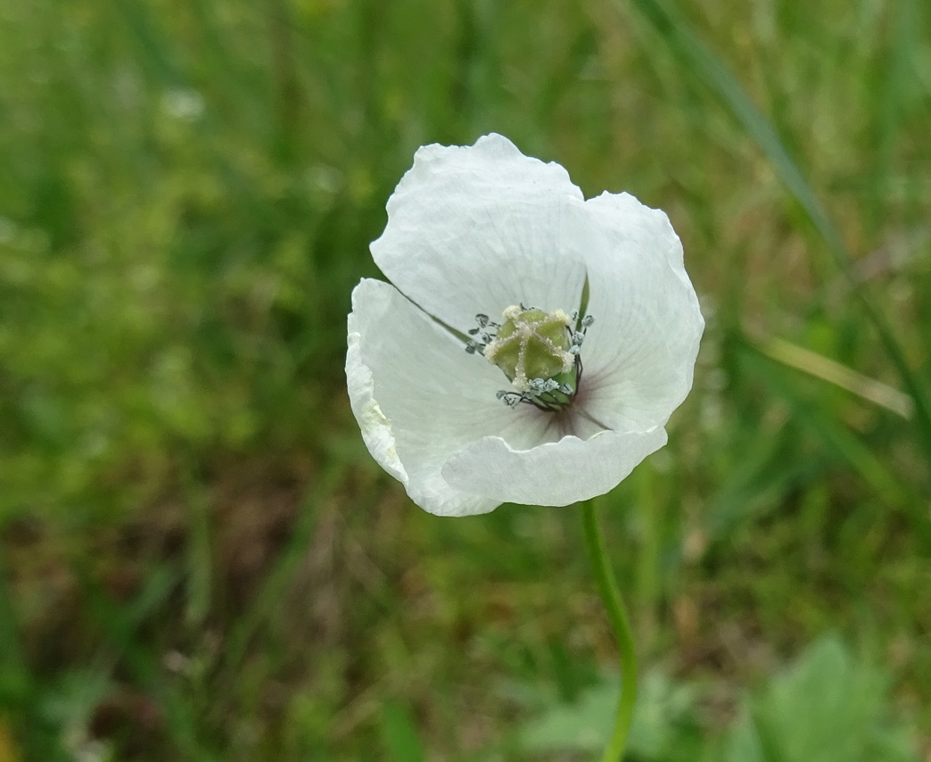 04-25-2024 Papaver albiflorum.JPG