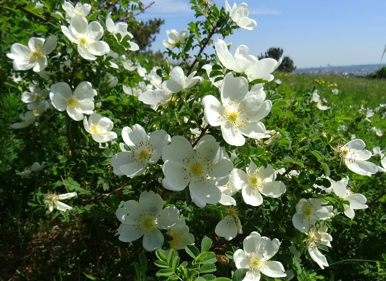 05-14-2022 Rosa pimpinellifolia.JPG