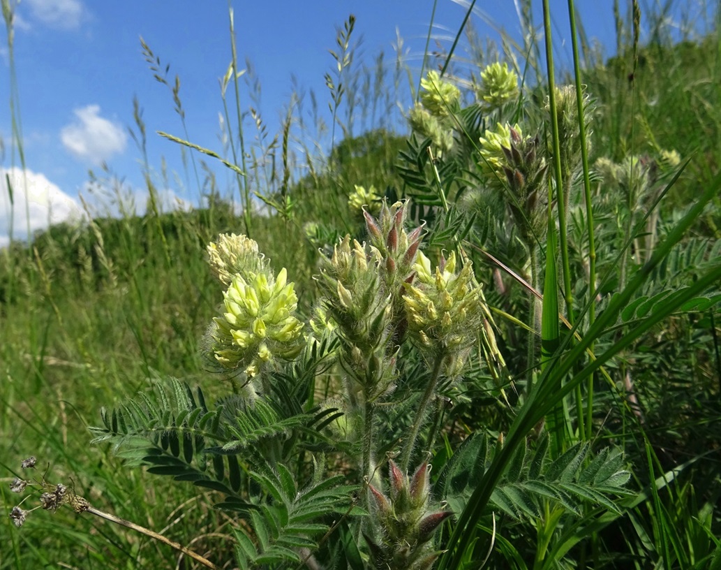05-18-2022  Oxytropis pilosa.JPG