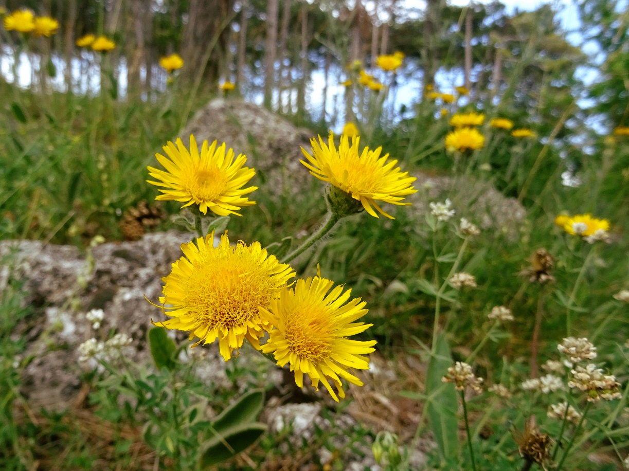 05-26-17 Inula oculus-christi.JPG