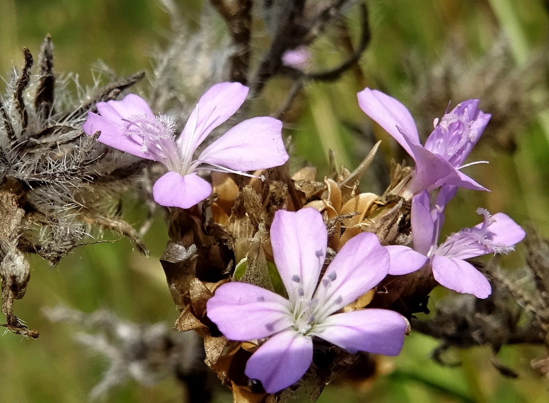 10-02-2021 Petrorhagia prolifera.JPG