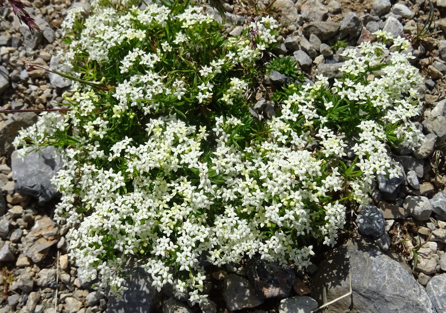 06-29-2024  Galium noricum.JPG