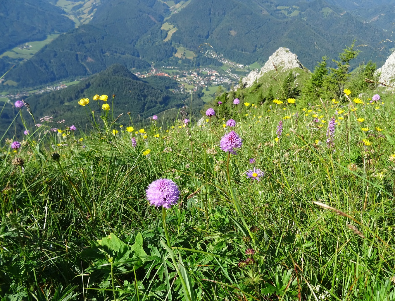 06-29-2024 Traunsteinera globosa u.a..JPG