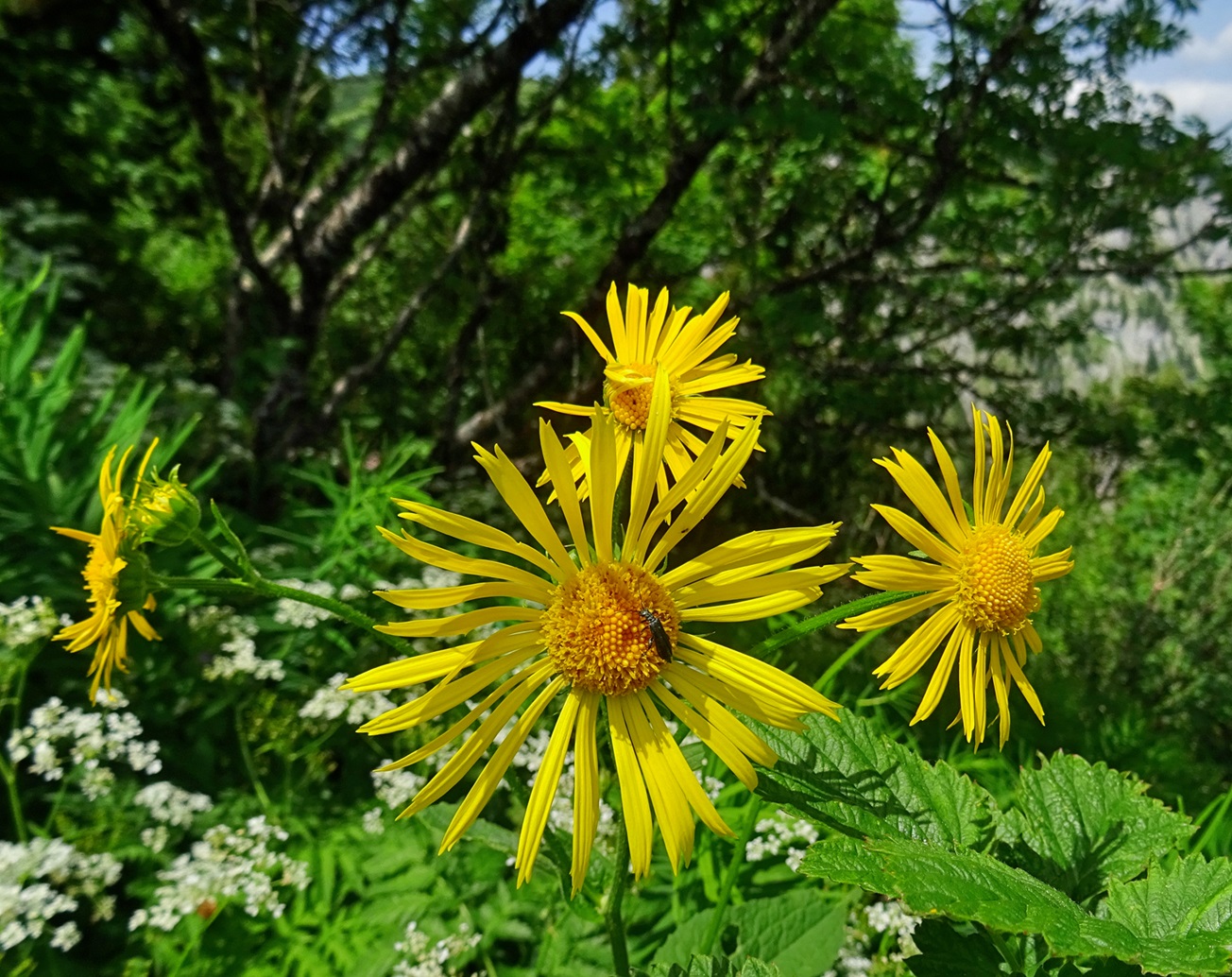 06-29-2024  Senecio subalpinus cf.jpg