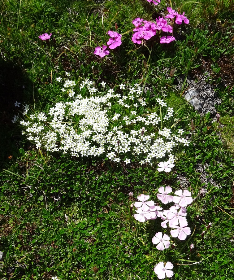 06-29-2024 Arenaria ciliata,  Dianthus alpinus.JPG