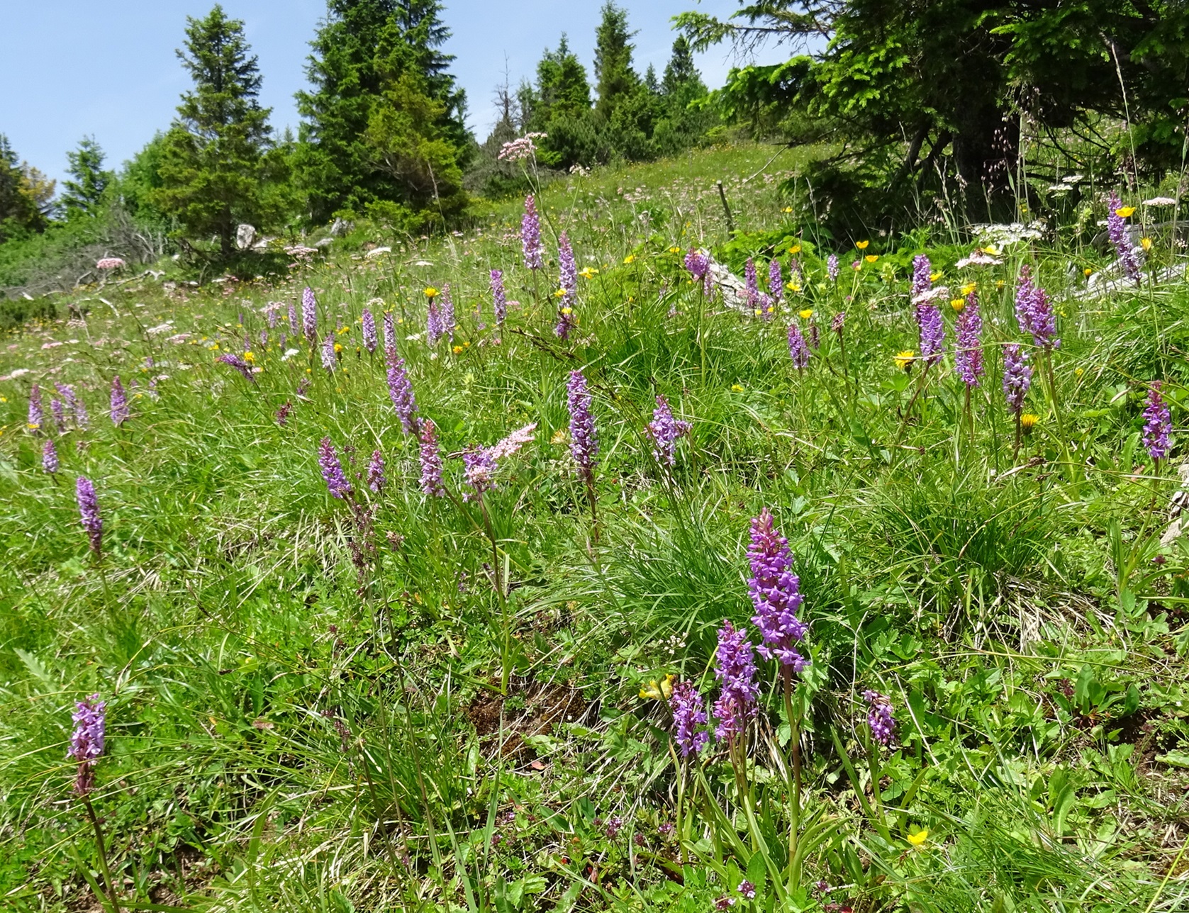 06-29-2024 Gymnadenia conopsea.JPG