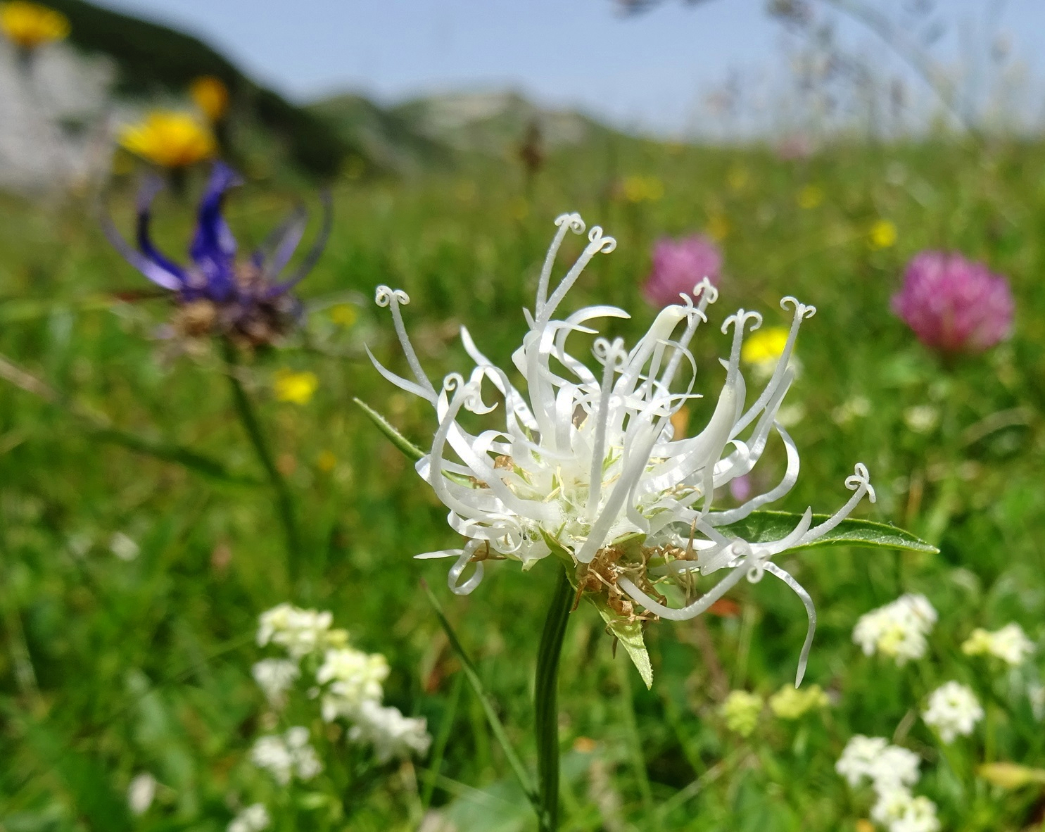 06-29-2024 Phyteuma orbiculare, albiflora.JPG