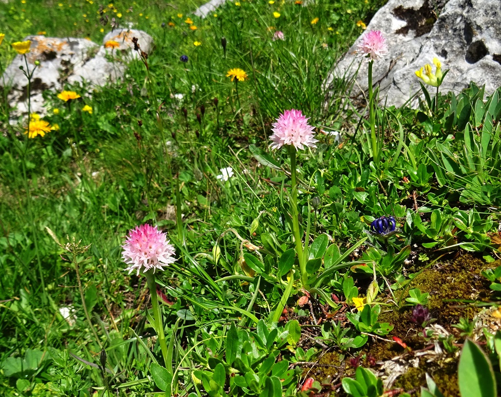 06-29-2024 Nigritella widderi.JPG