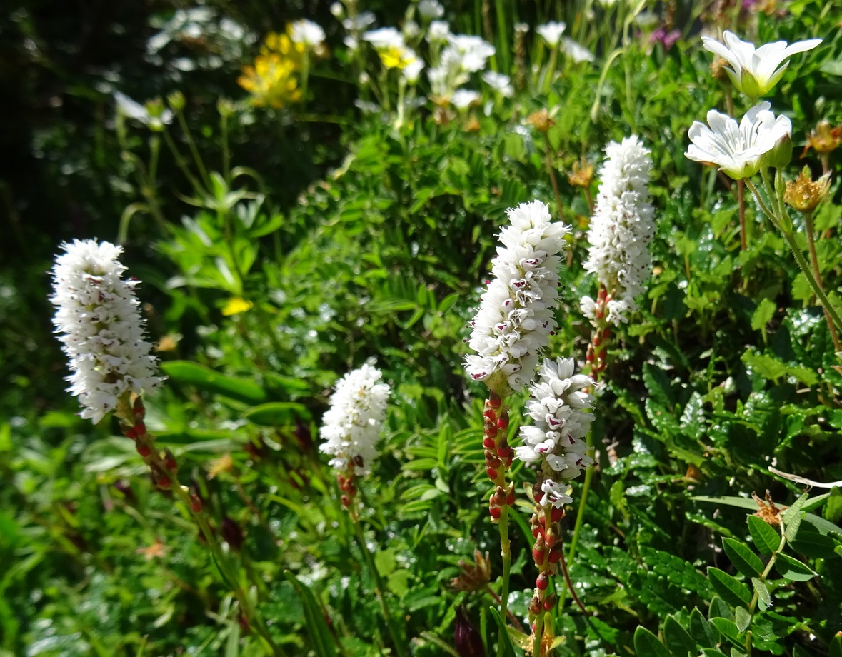 06-29-2024 Polygonum viviparum.JPG