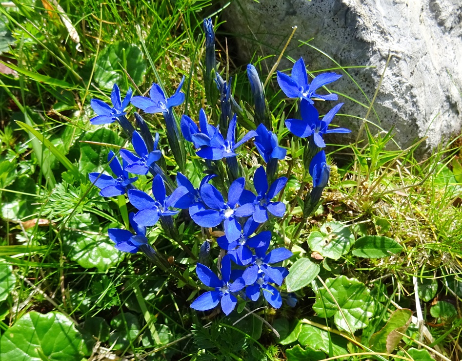 06-29-2024 Gentiana nivalis.JPG