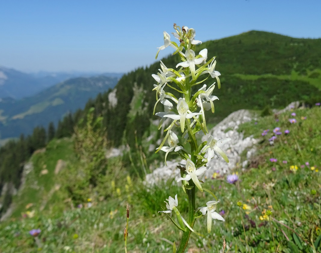 06-29-2024 Platanthera bifolia.JPG