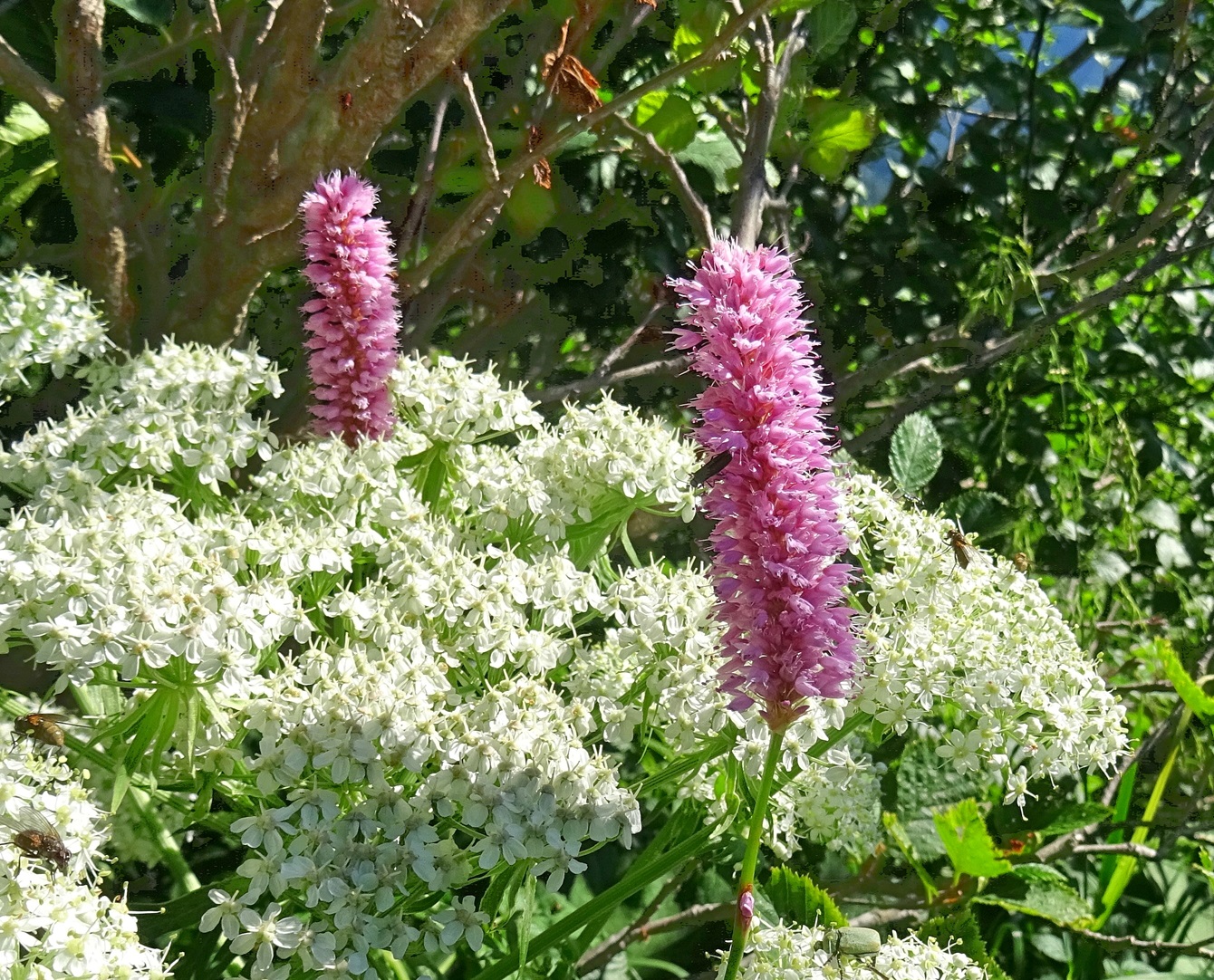 06-29-2024 Polygonum bistorta.jpg