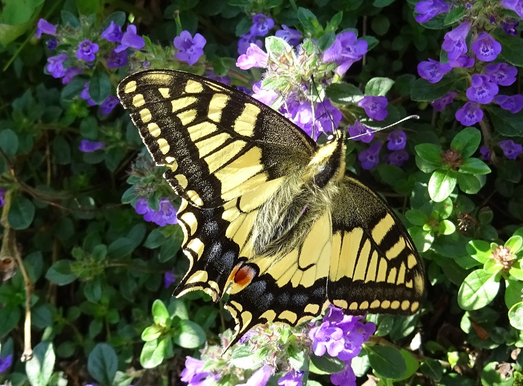 06-29-2024 Schwalbenschwanz auf Thymus agg..JPG