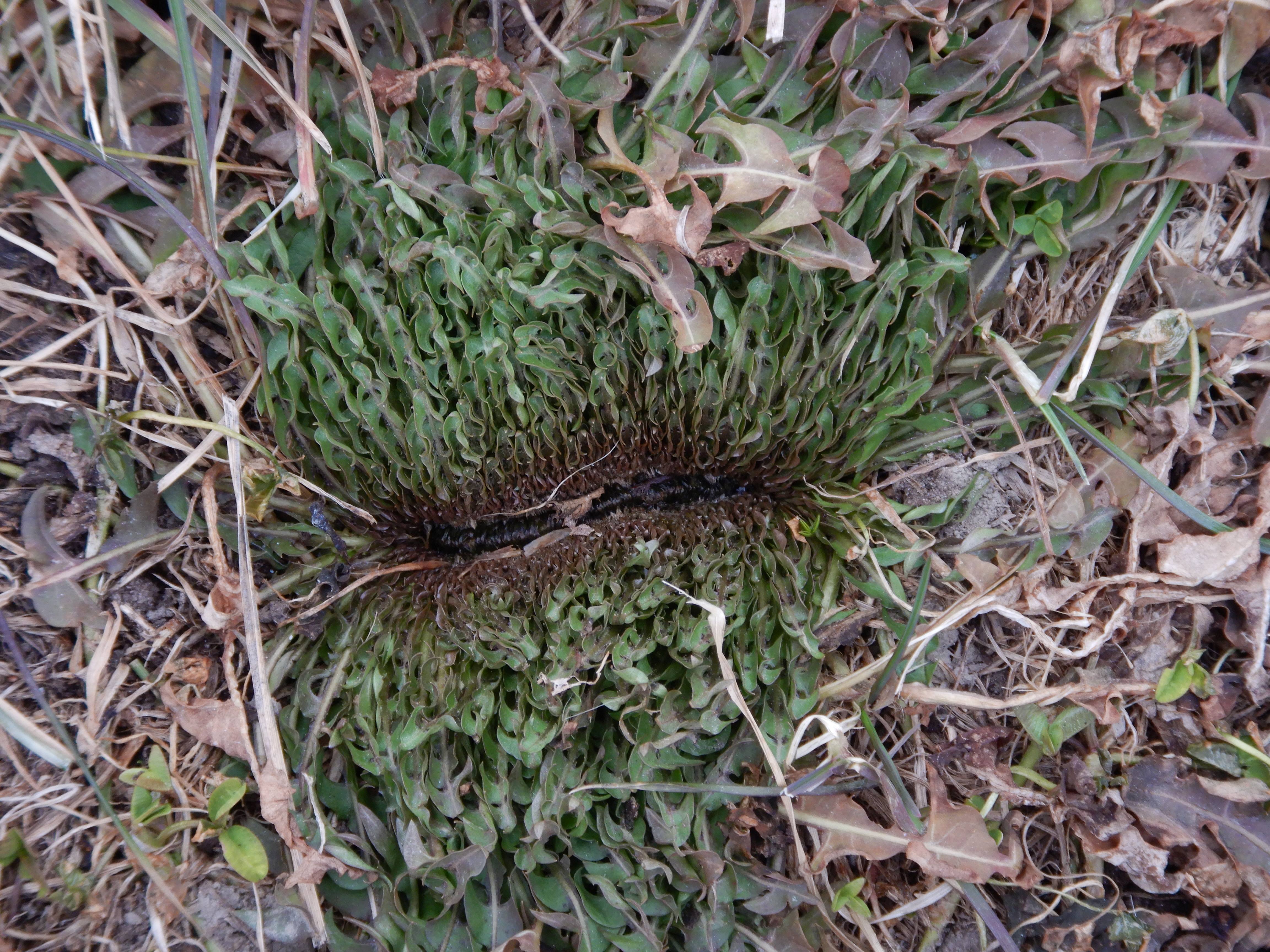 DSCN2542 verbänderung, taraxum officinale agg., 2025-02-26, wien-donaupark.jpg