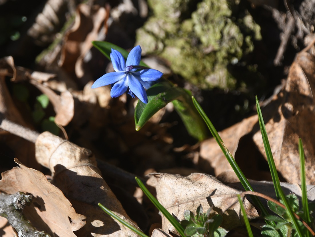 Hainburg - Schlossberg - 06032025 - (34) -  - Scilla sibirica - Sibirischer Blaustern.JPG