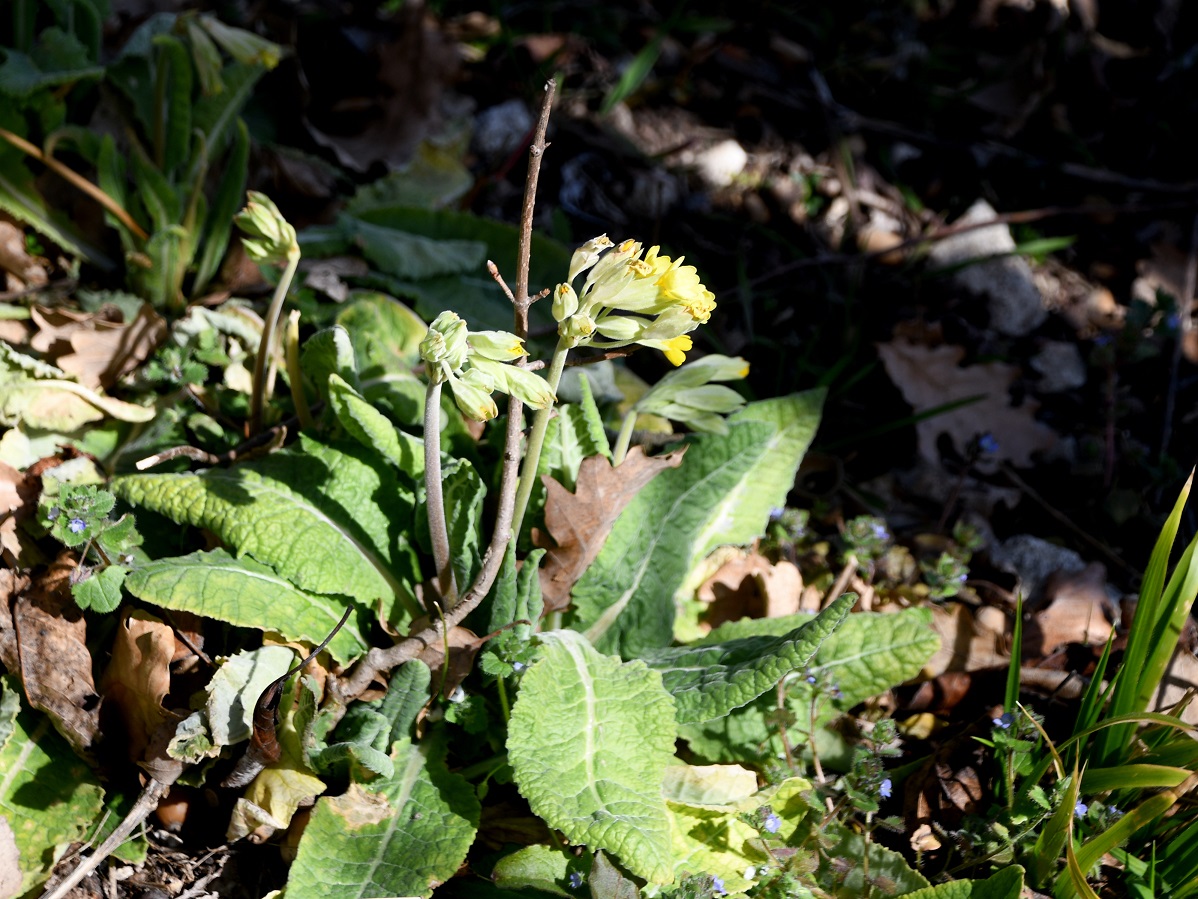 Pfaff - 07032025 - (28) - Wiese unten - Primula veris - Himmelschlüssel.JPG