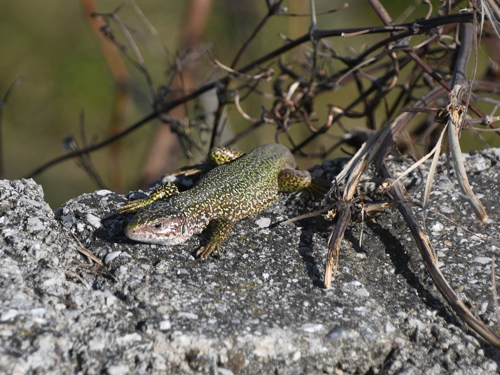 Pfaffst - 07032025 - (31) -  - Lacerta viridis - Smaragdeidechse - Tier 1.JPG