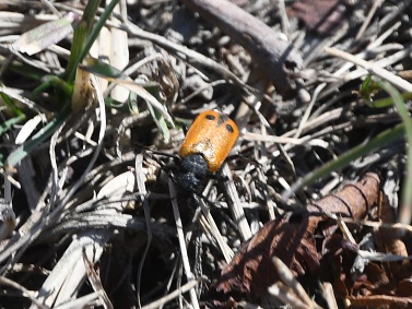 Stopfenreuth - 06032025 - (42) - Apalus bimaculatus - früher Ölkäfer.JPG