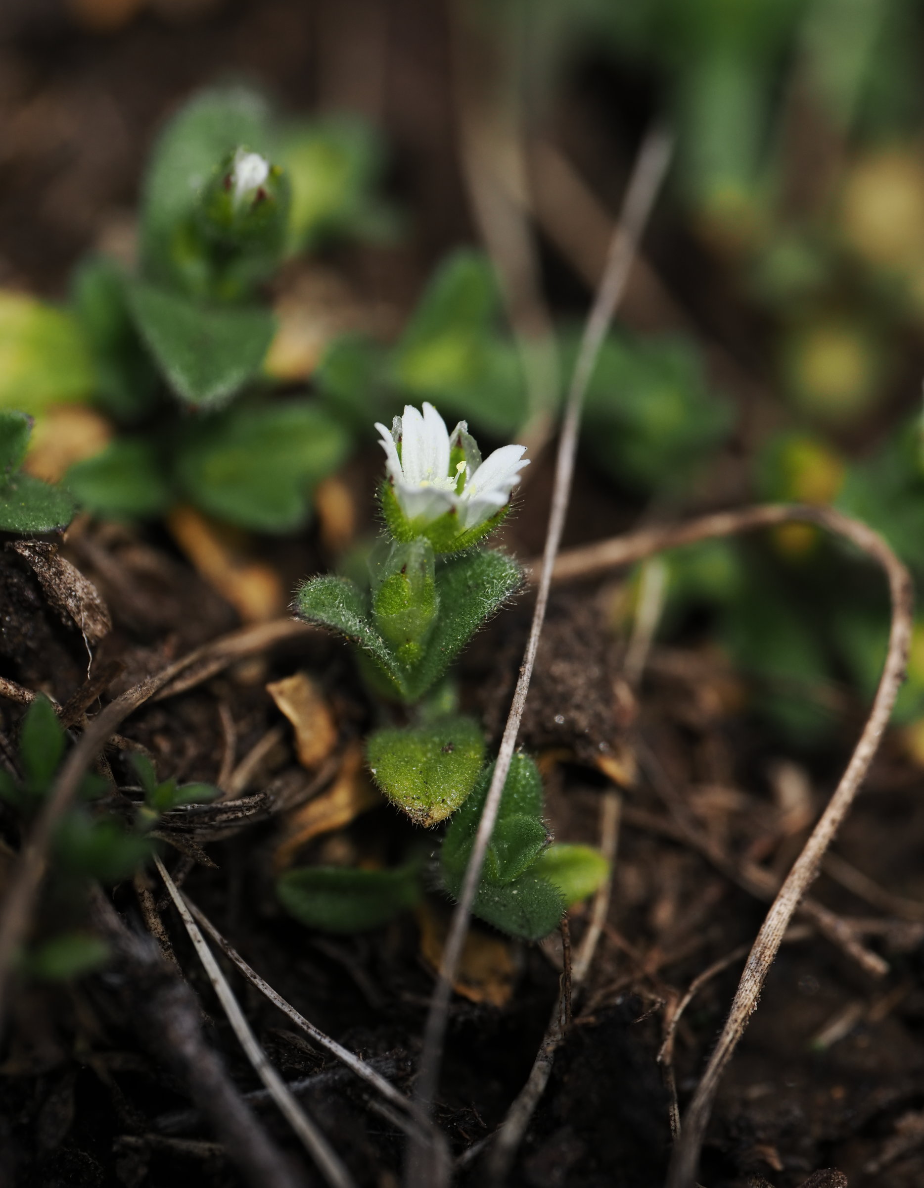 20250308_P3080447_0588_cerastium_pumilum1.jpg