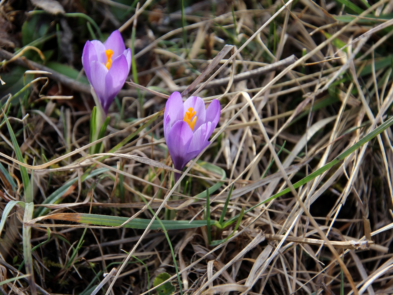 Kltg - 13032025 - (70) -  - Crocus purpureus - Neapel-Krokus.JPG
