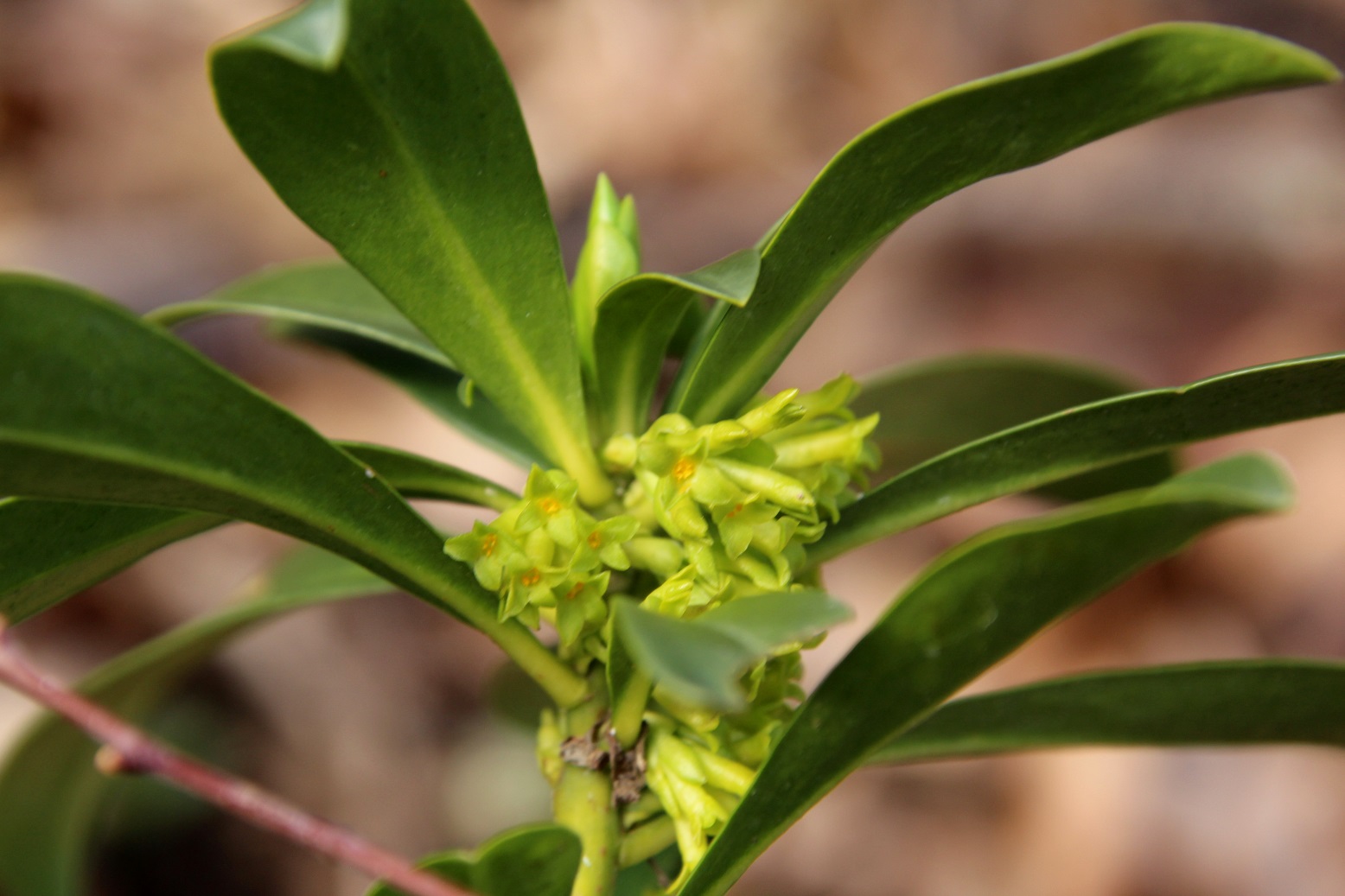 Kltg - 13032025 - (79) -  - Daphne laureola - Lorbeer-Seidelbast.JPG