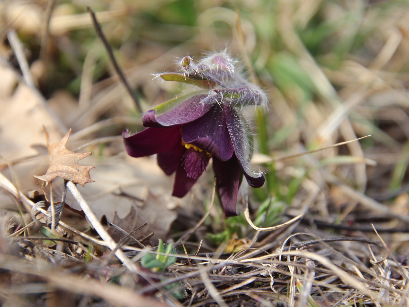 Kltg - 13032025 - (82) - - Pulsatilla pratensis (subsp. nigricans) - Schwarz-Küchenschelle.JPG