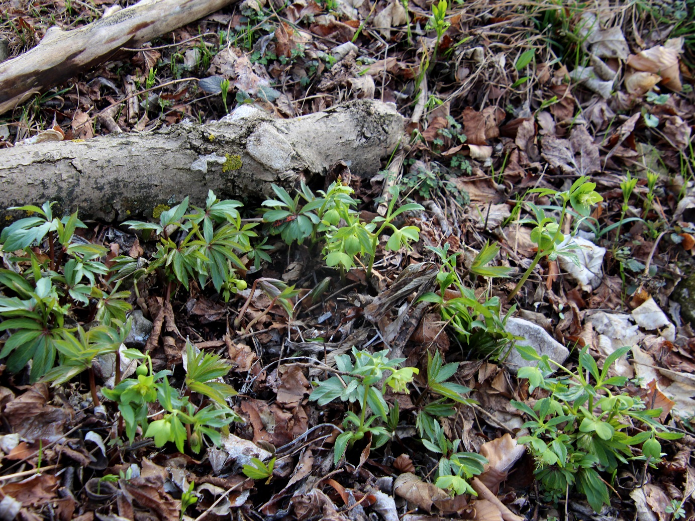 Kltg - 13032025 - (88) -  - Helleborus viridis - Grün Nieswurz.JPG