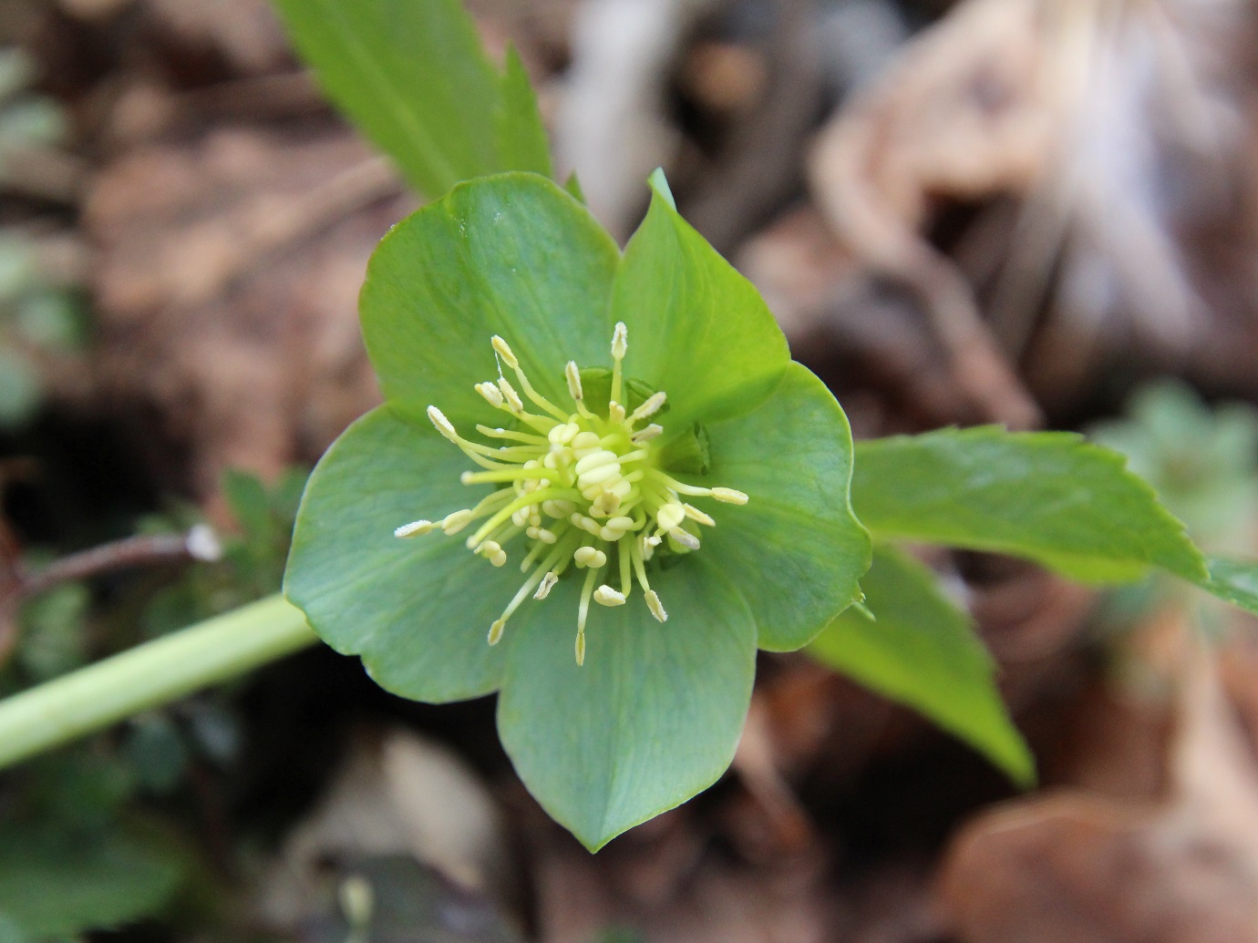 Kltg - 13032025 - (91) -  - Helleborus viridis - Grün Nieswurz.JPG