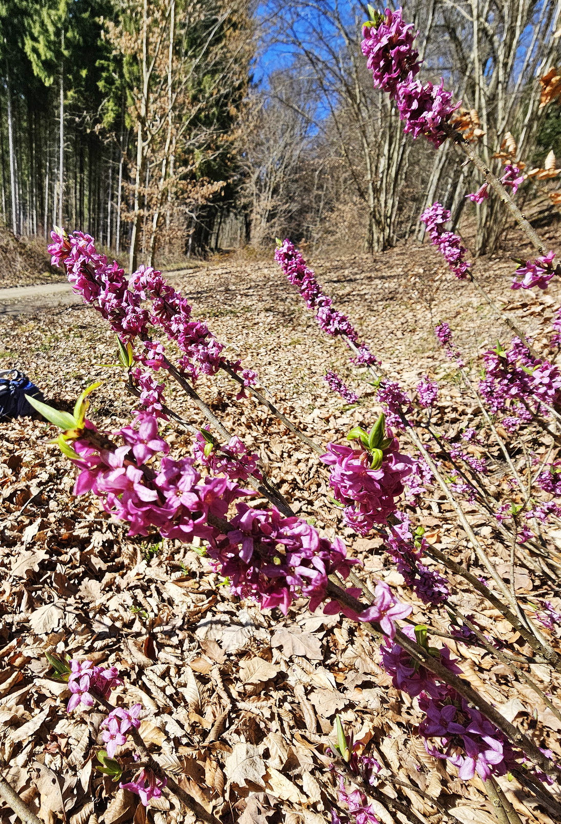 Daphne mezereum.jpg
