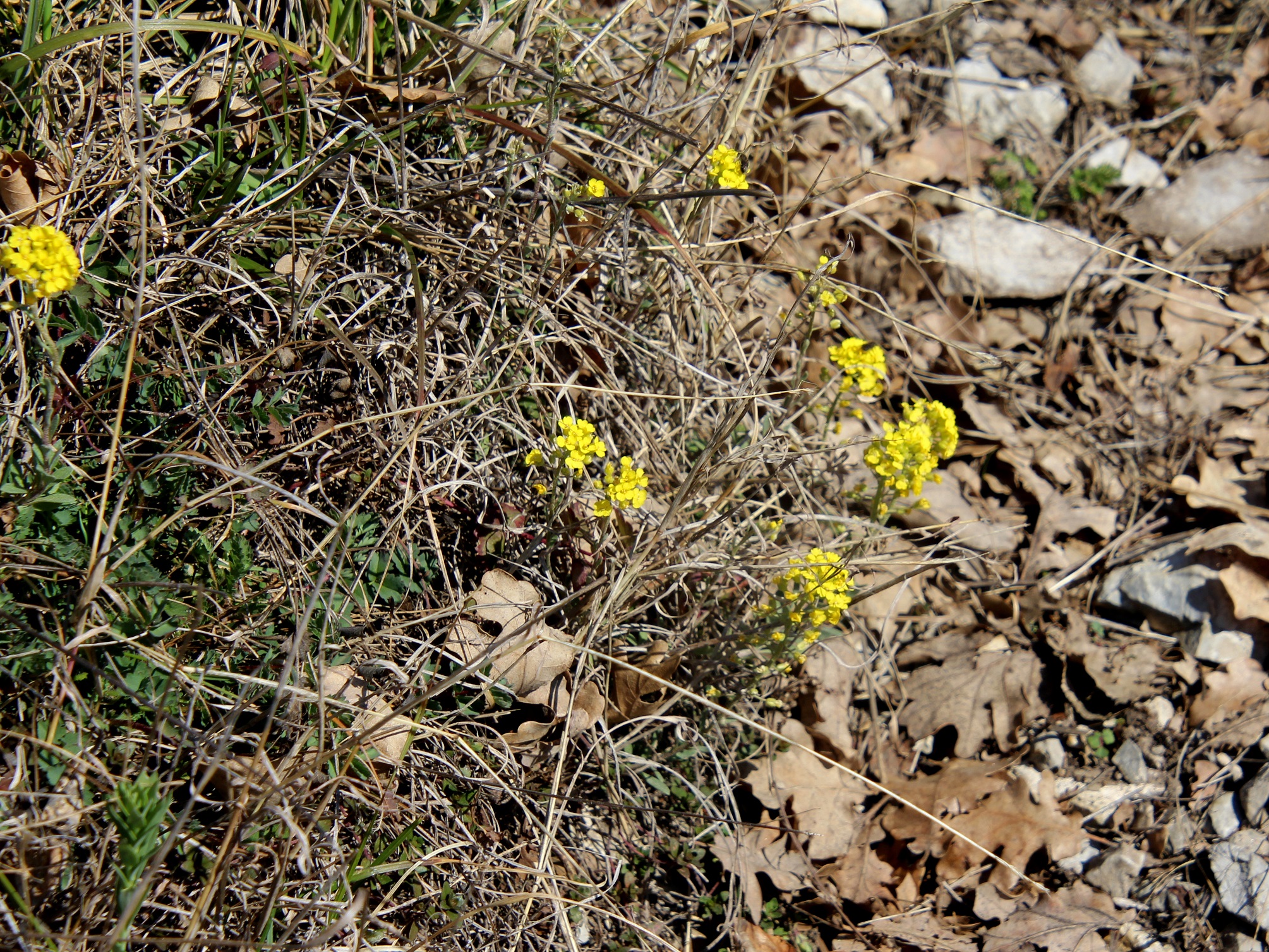 Schlossberg - 21032025 - (54) -  - Alyssum montanum subsp. gmelinii - Sand-Steinkraut.JPG