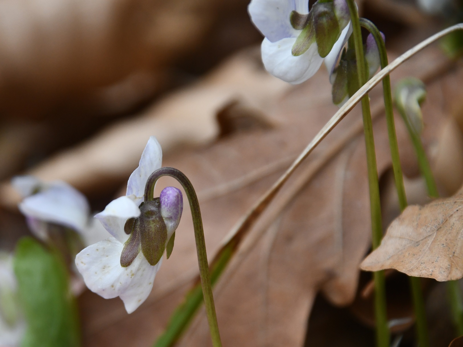 Hornstein - 28032025 - (34) -  - Viola alba subsp. scotophylla - Violettsporn-Weiß Veilchen.JPG